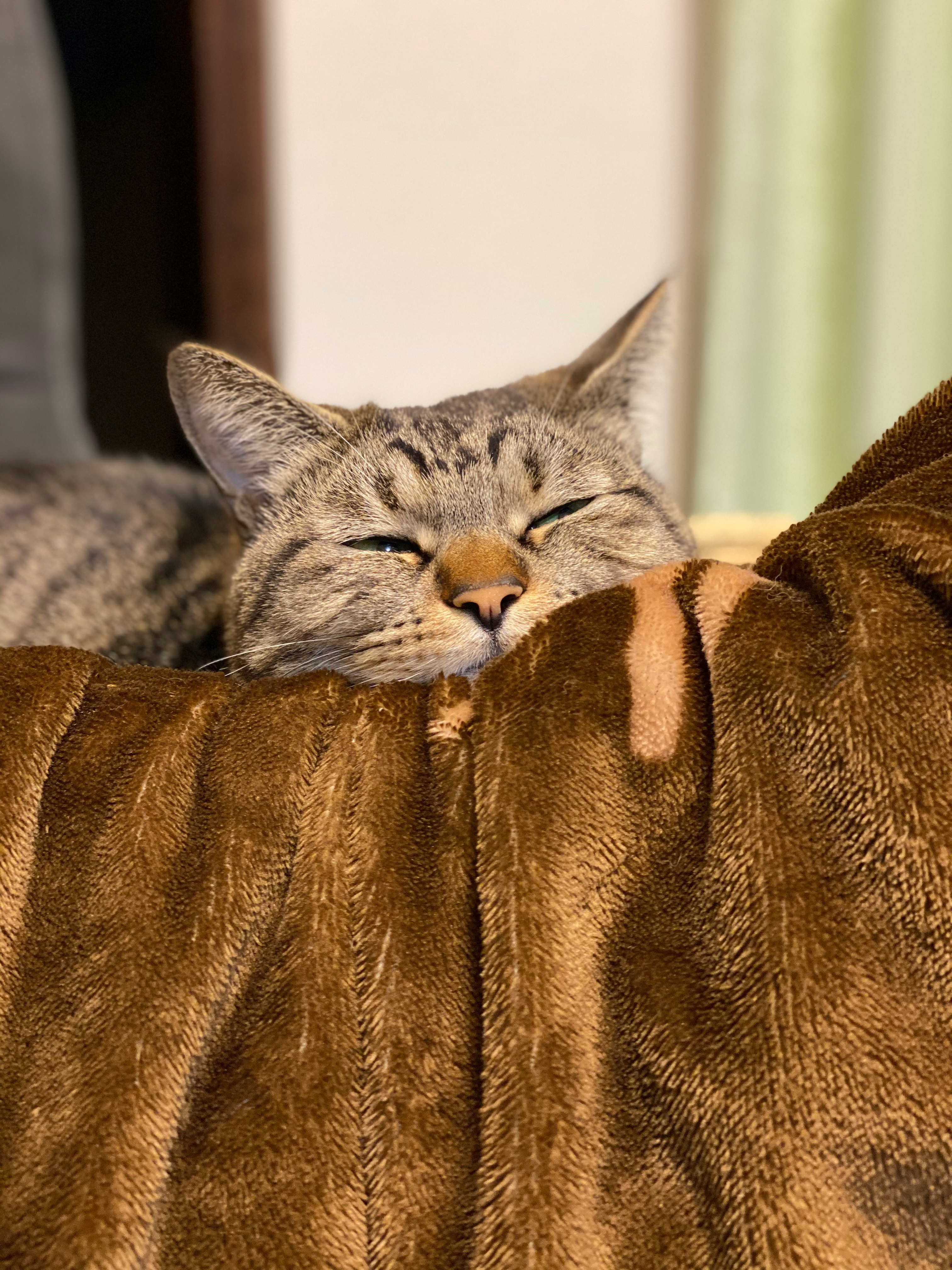 毛布の上で眠る猫