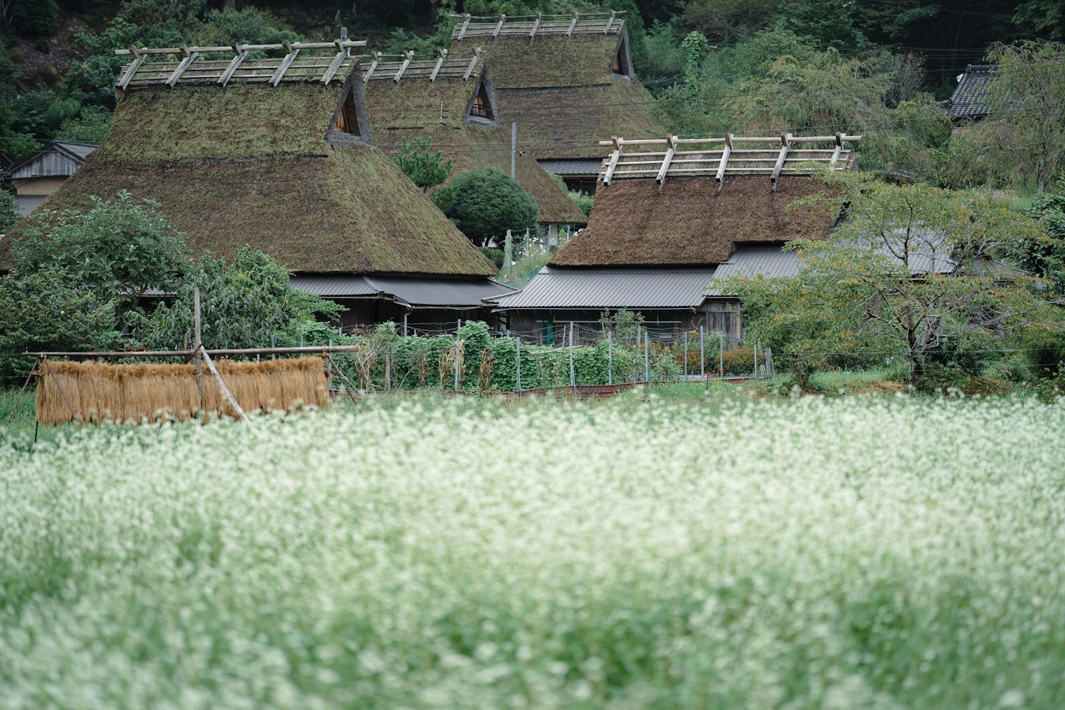 Countryside scene with white blooming flowers and traditional thatched-roof houses