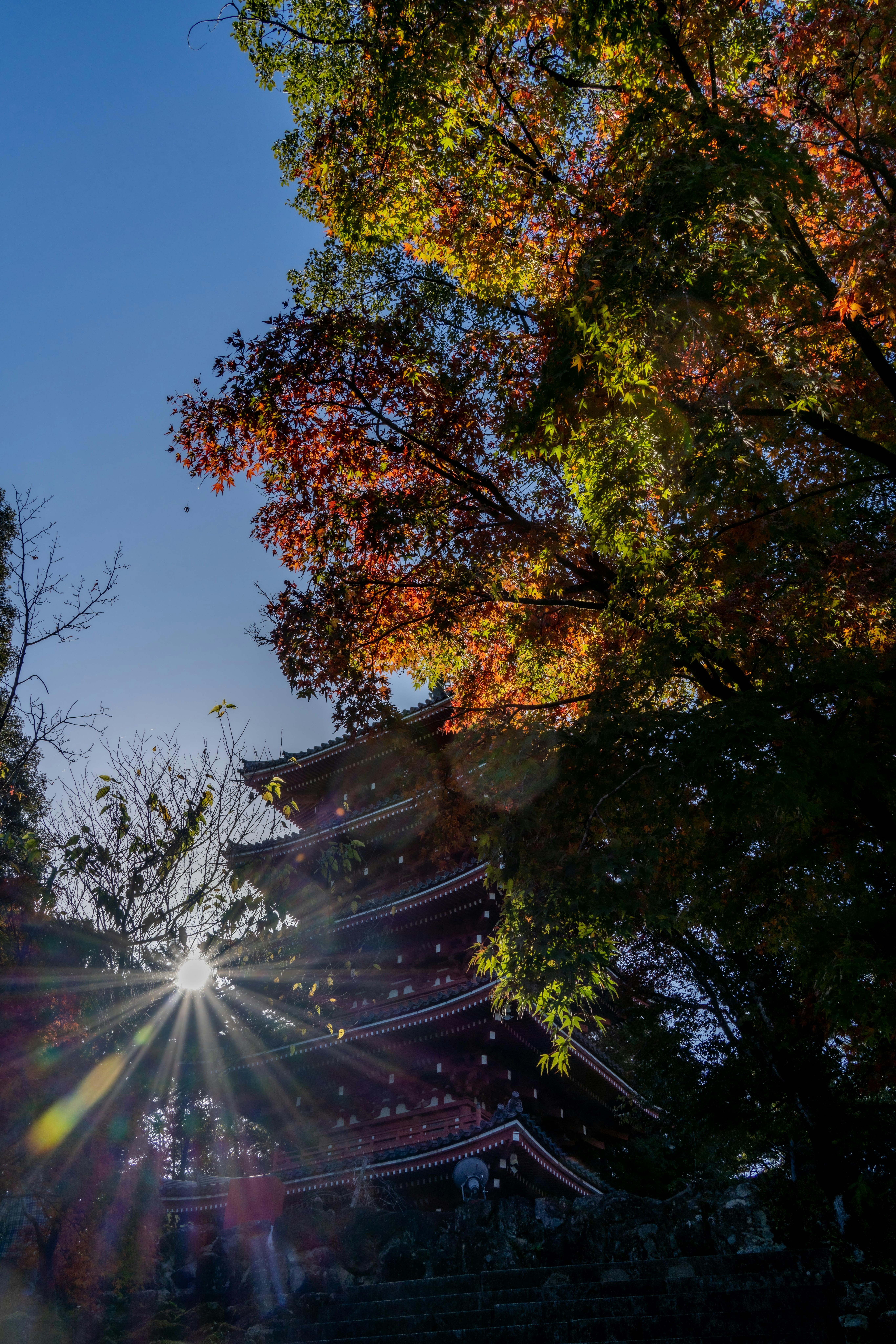 arbres d’automne encadrant le toit d’un temple au crépuscule