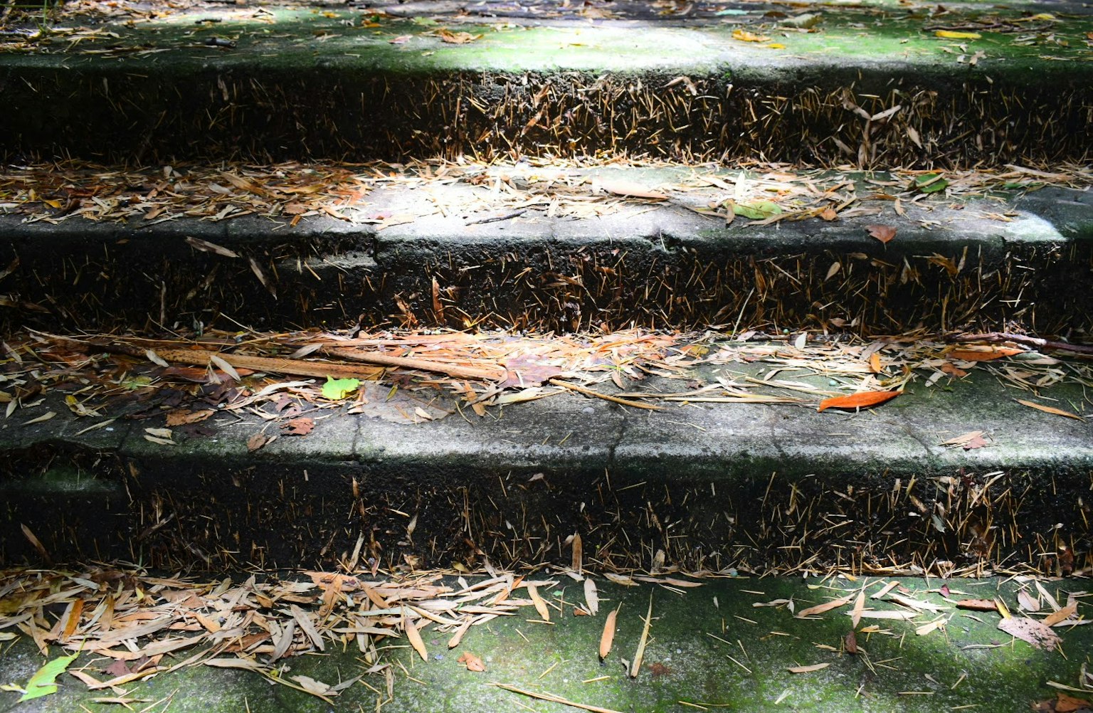 Tangga yang tertutup daun kering dalam pemandangan hijau