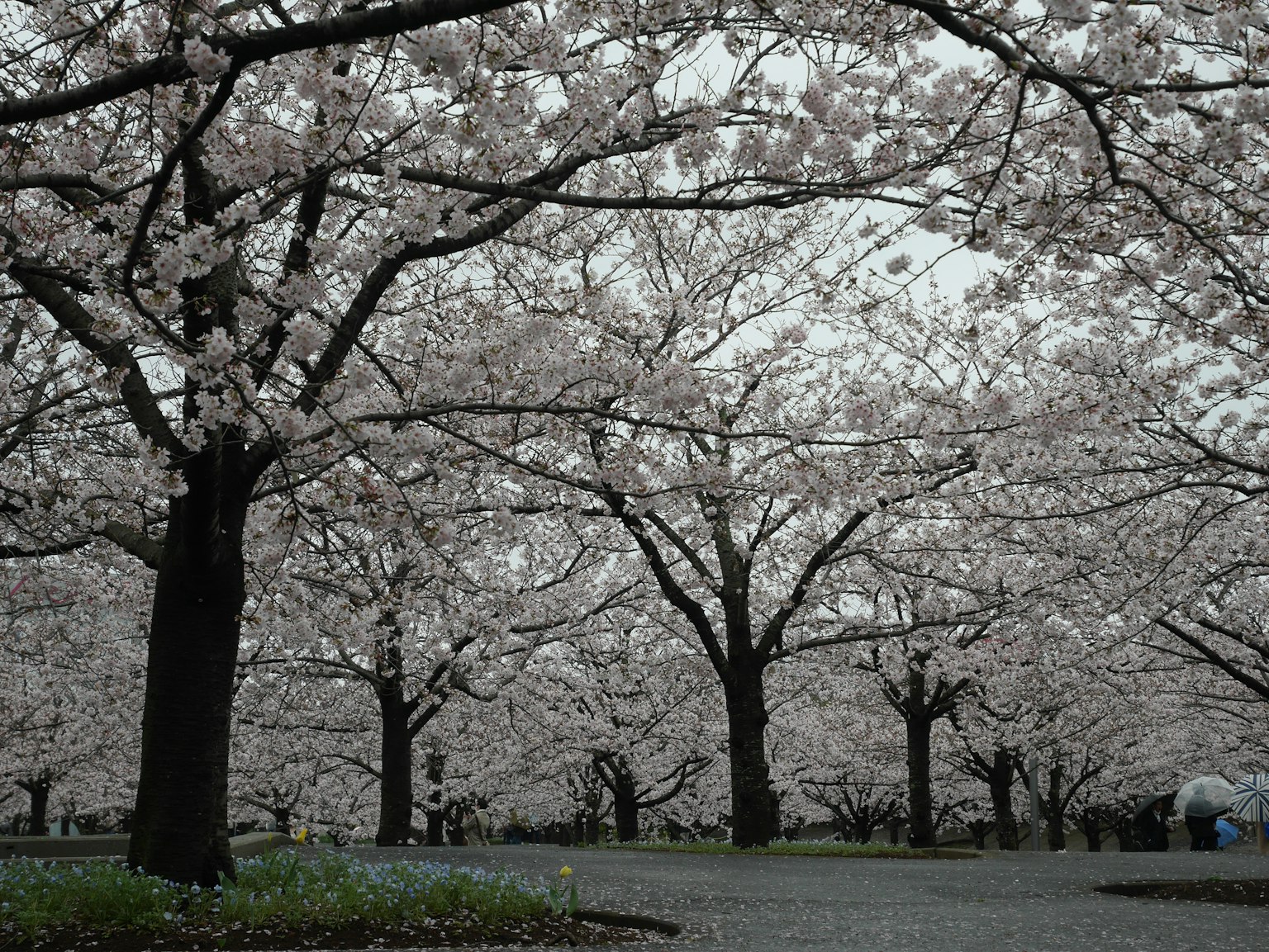 Vista panoramica di alberi di ciliegio in fiore con fiori rosa in un parco