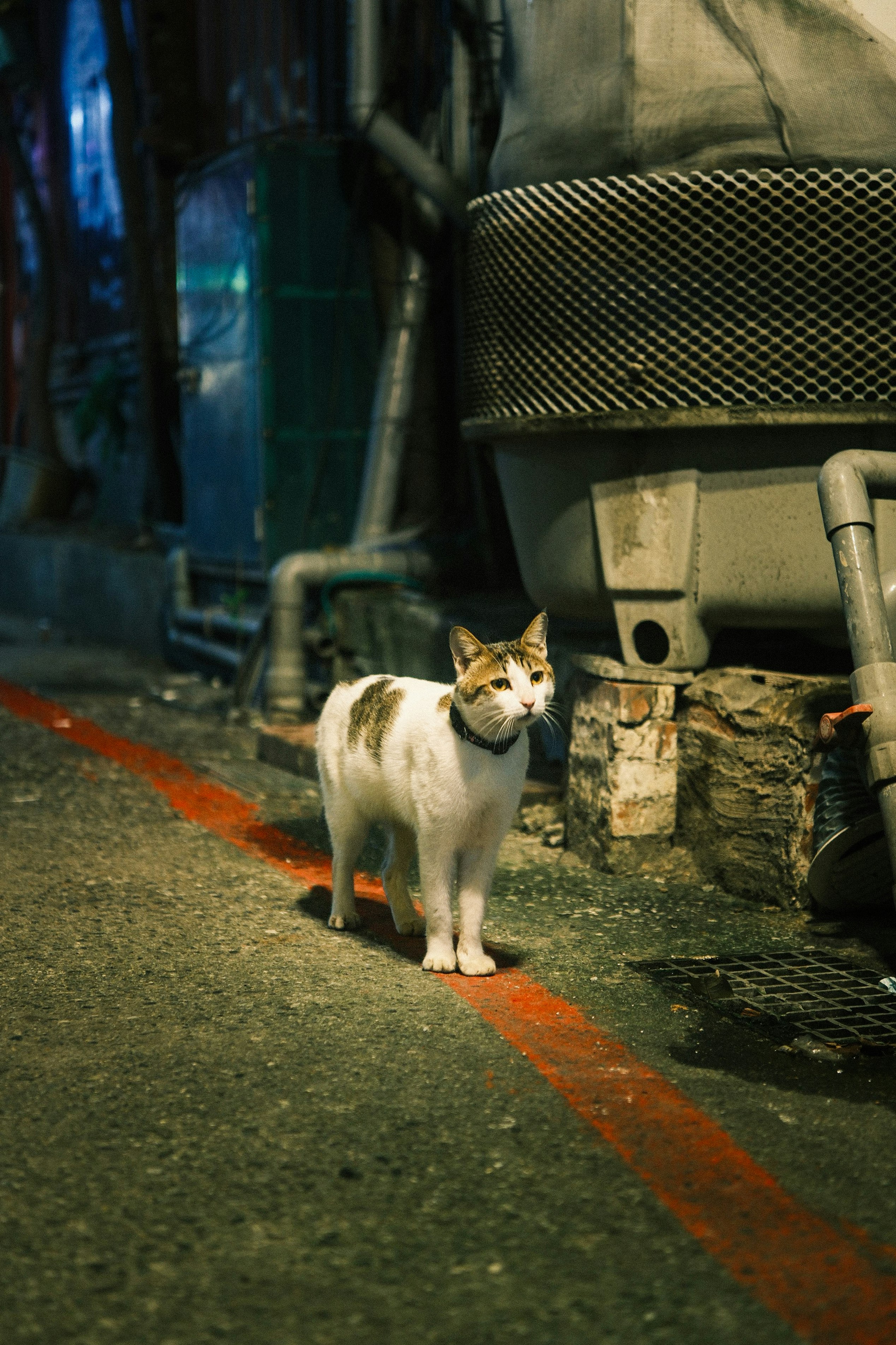 แมวลายสามสียืนอยู่ข้างกำแพงหินและท่อในตรอกแคบ