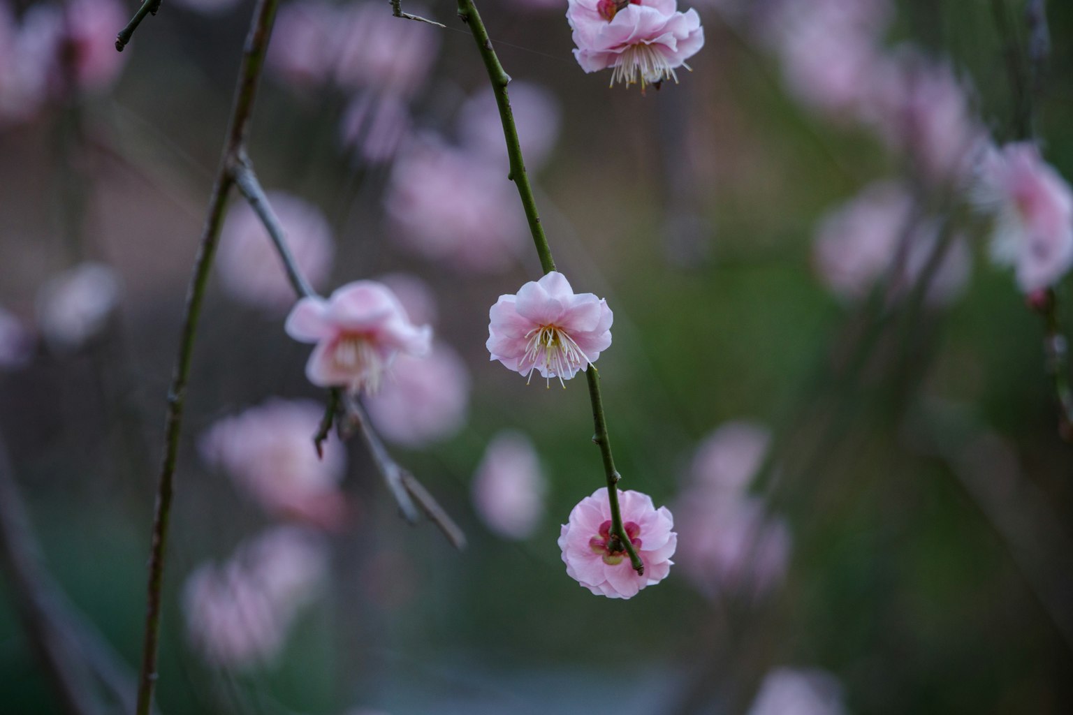 Gros plan sur des branches avec des fleurs roses en fleurs