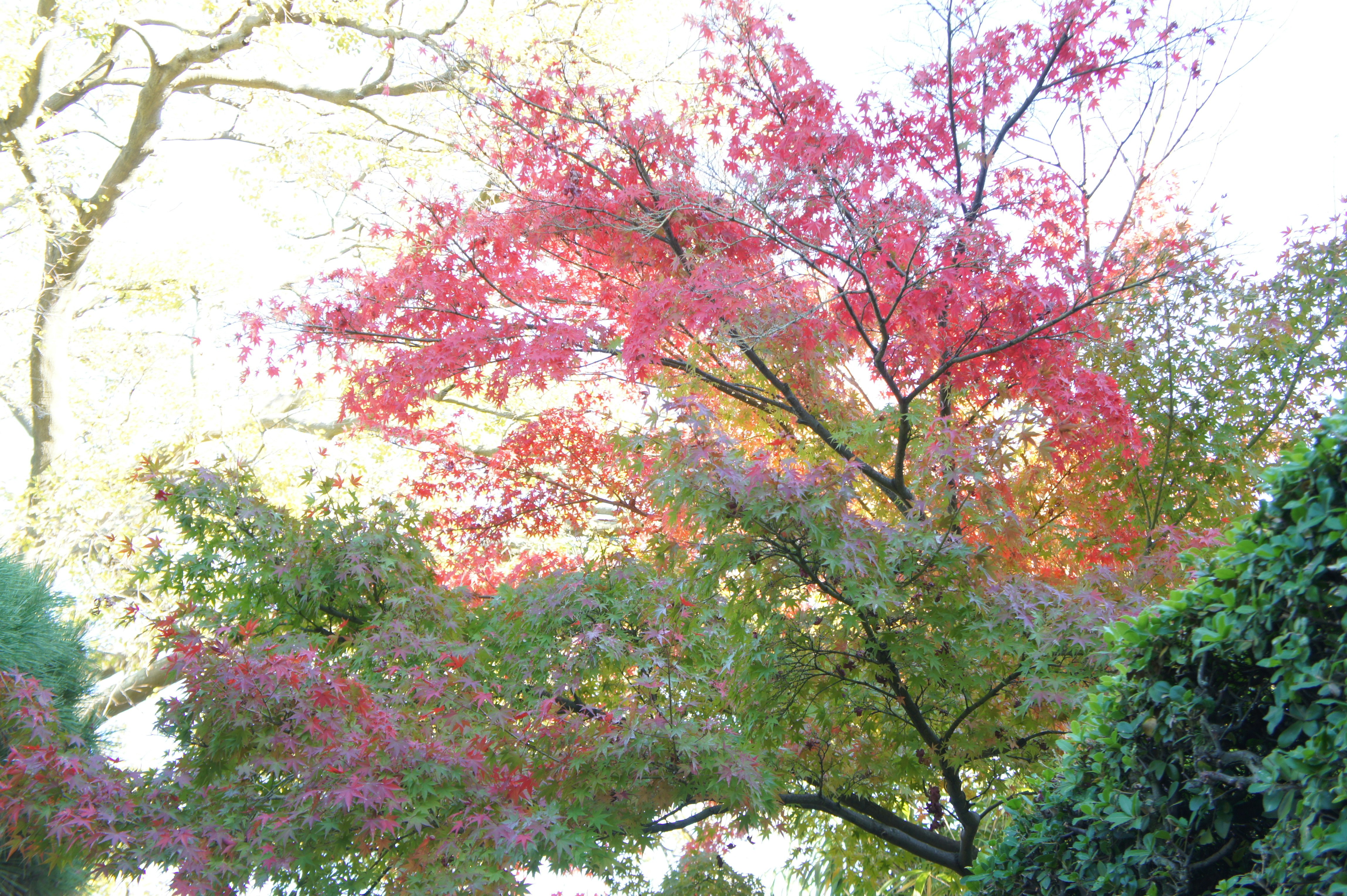 色づく並木の桜と紅葉の木々