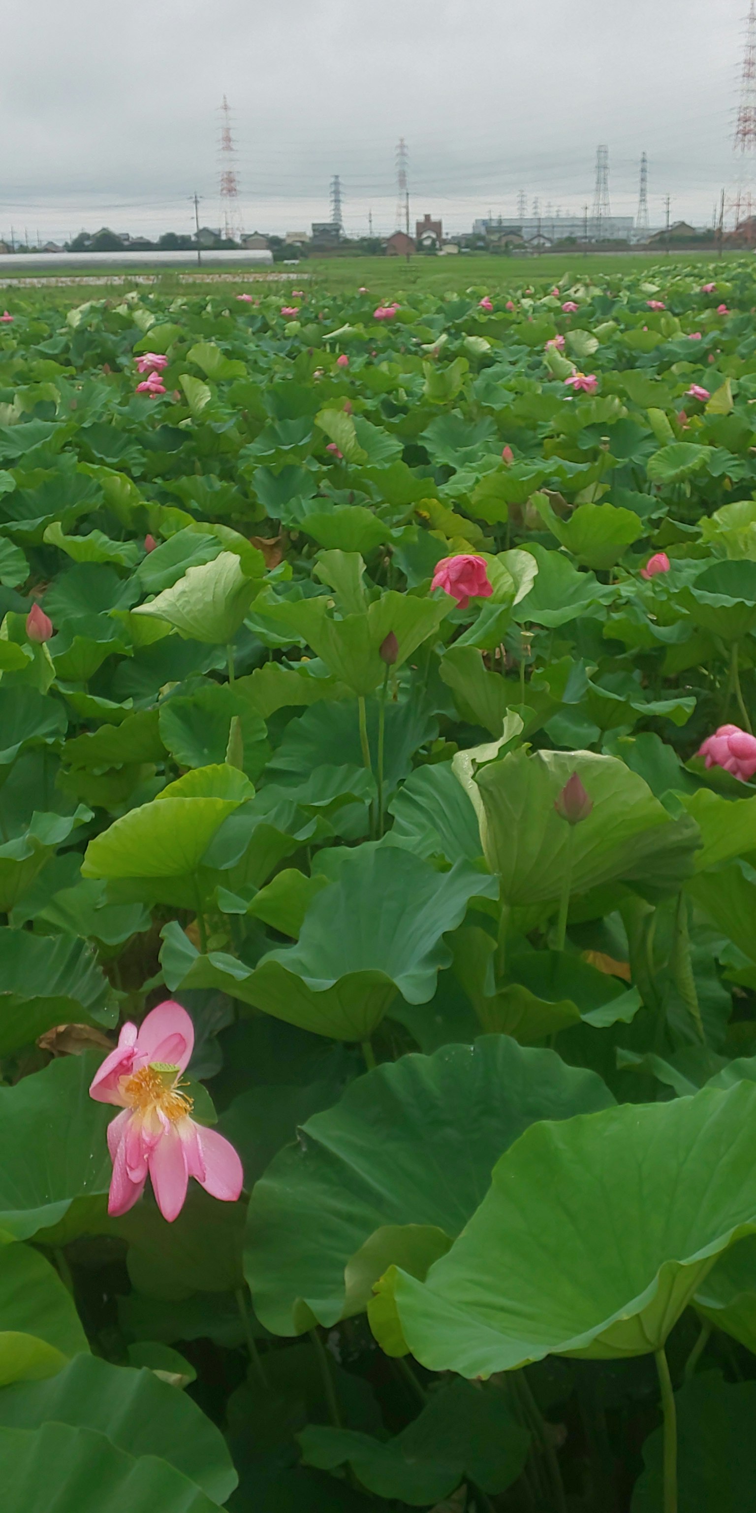 Eine Landschaft eines Teiches umgeben von grünen Blättern mit blühenden Lotusblumen