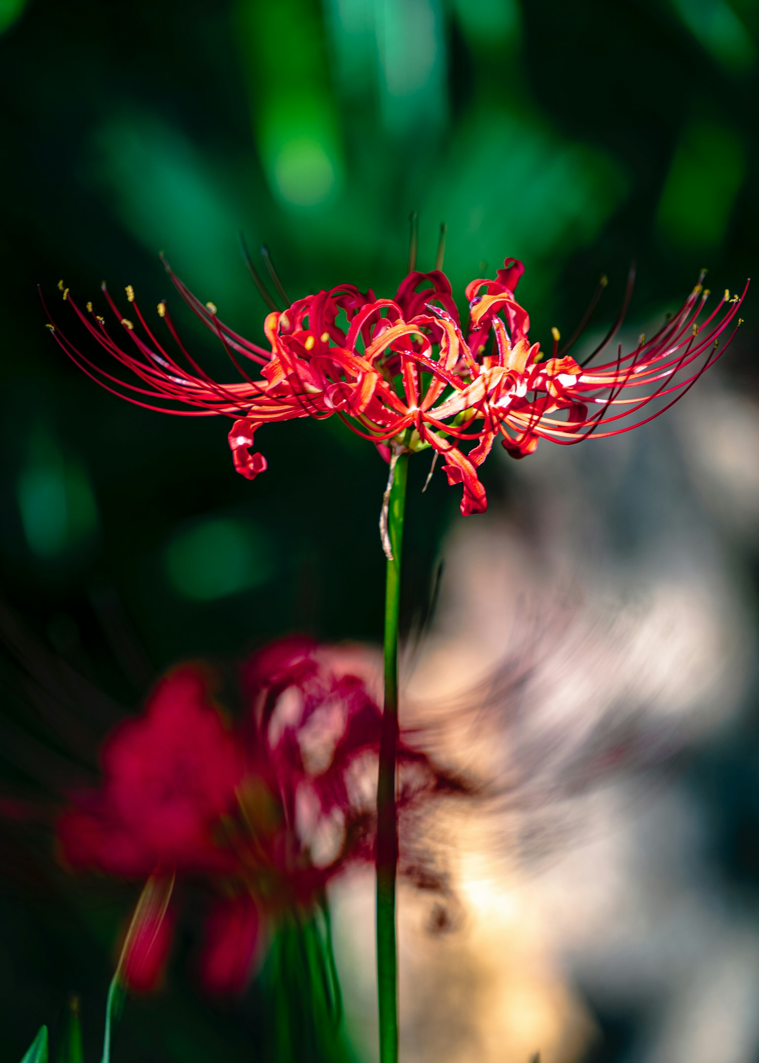 Fiore rosso vibrante su uno sfondo verde