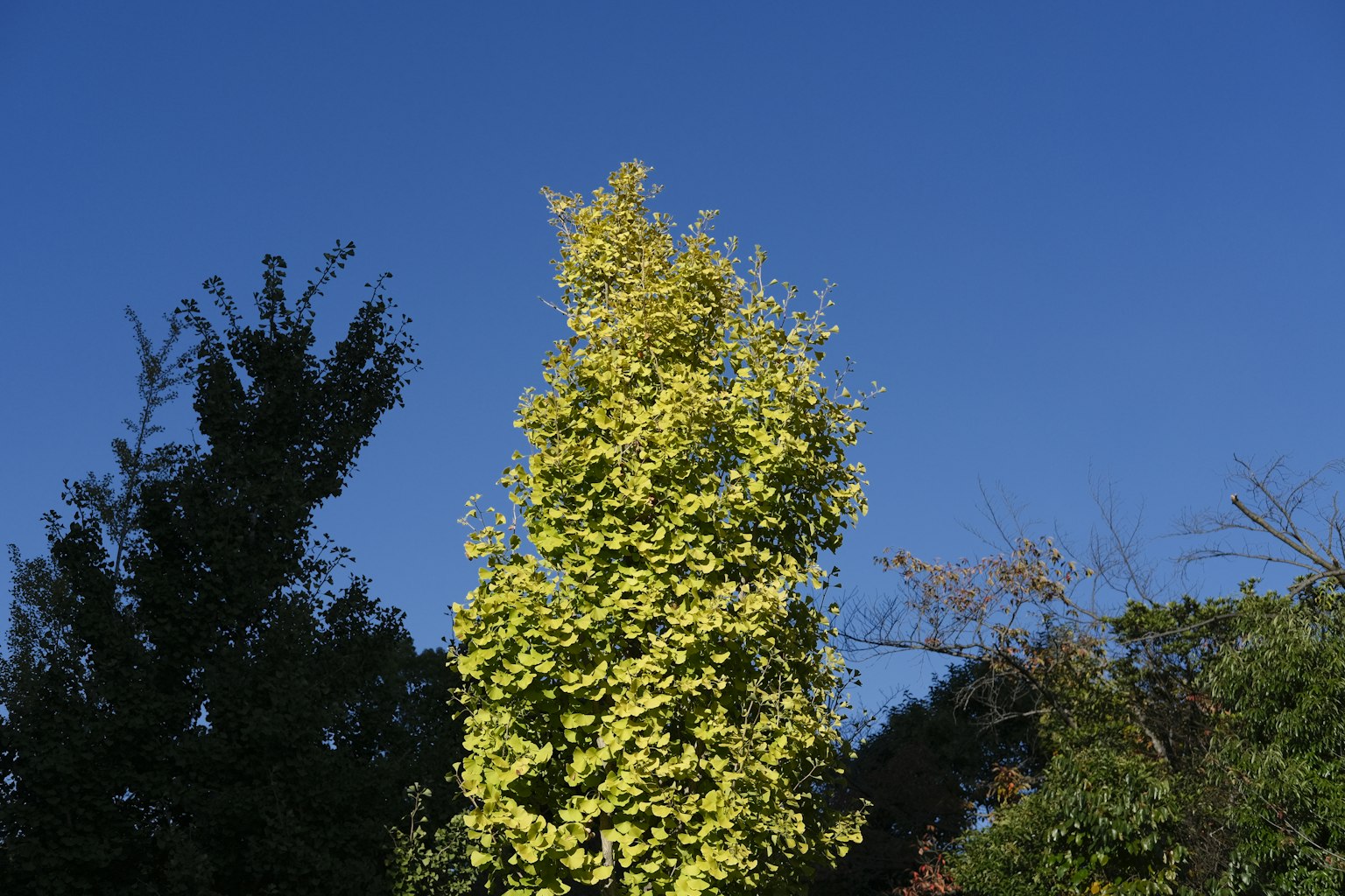 Hoher gelber Baum unter einem klaren blauen Himmel