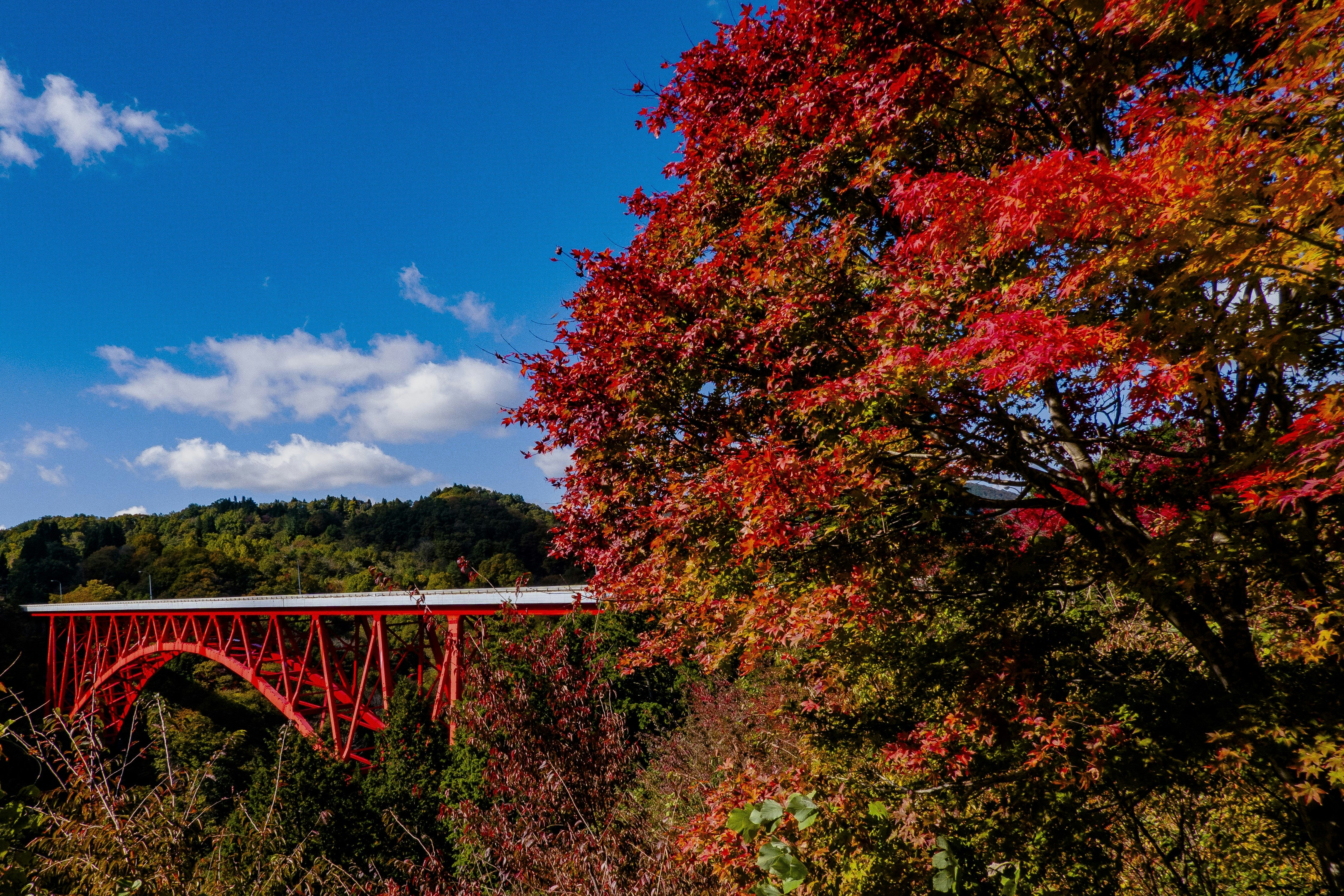 Autumn foliage with a red railway bridge over a valley image