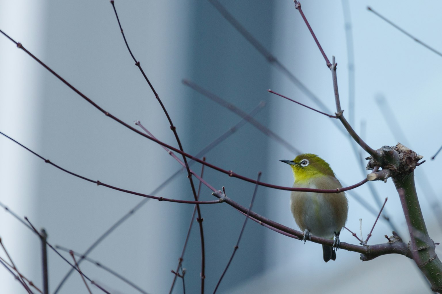 Ein kleiner Vogel, der auf einem Ast sitzt Der Vogel hat einen gelben Kopf und einen braunen Körper