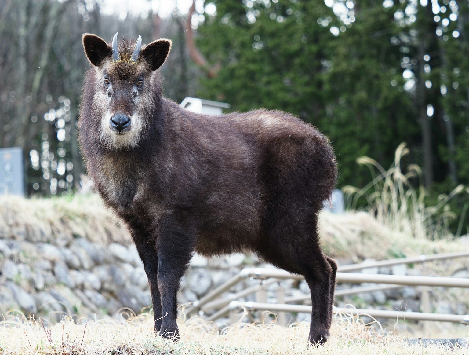 Un animale marrone in piedi in un ambiente naturale con alberi sullo sfondo