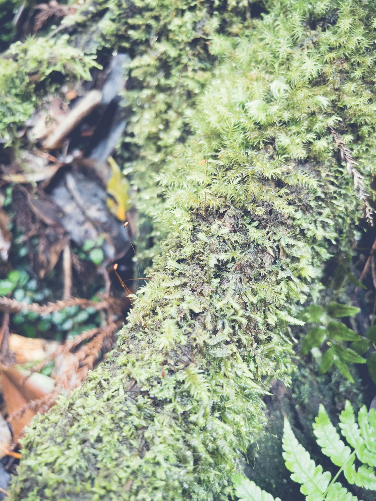 綠色苔蘚覆蓋的樹幹特寫