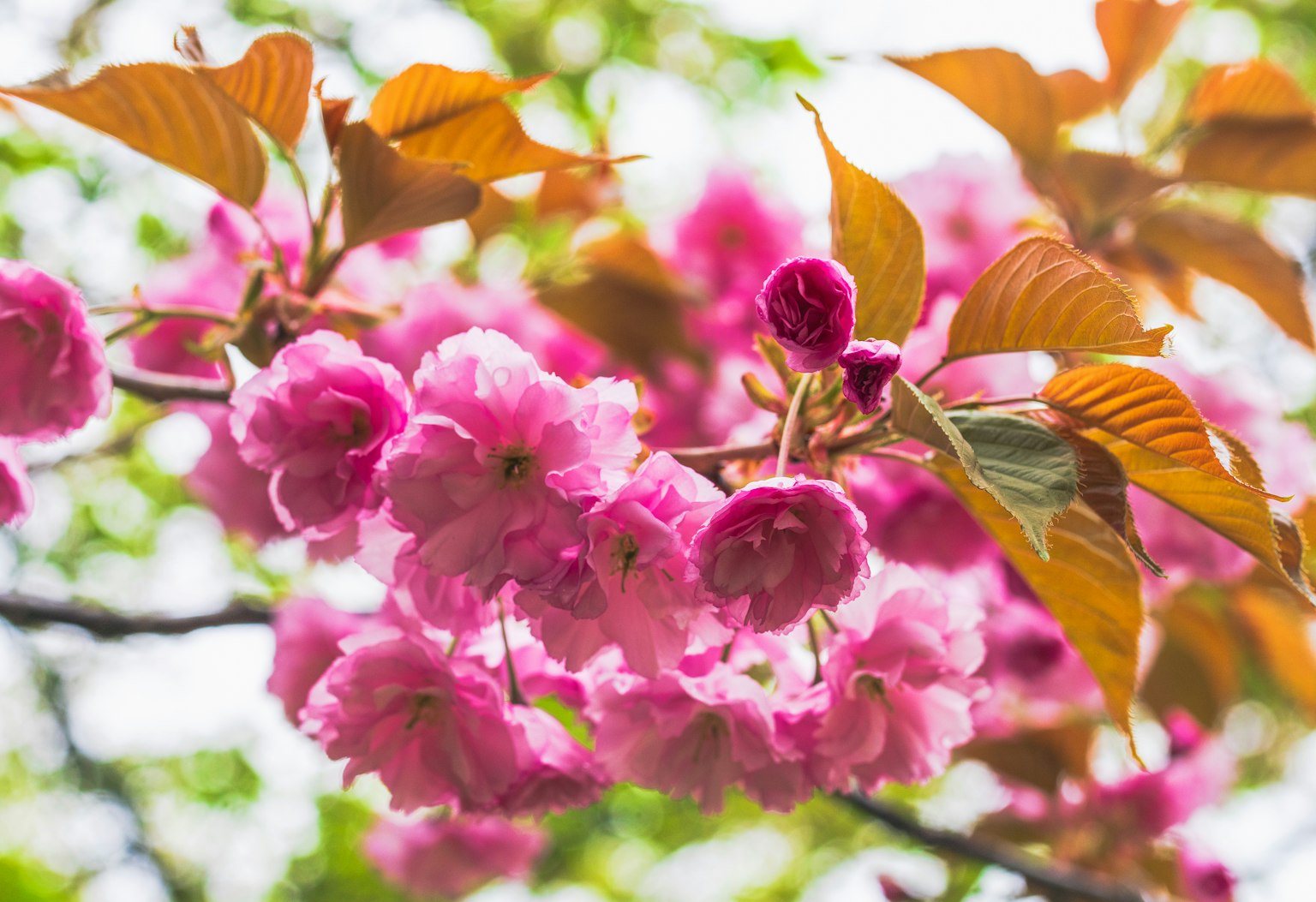 Close-up cabang bunga sakura dengan bunga merah muda dan daun hijau