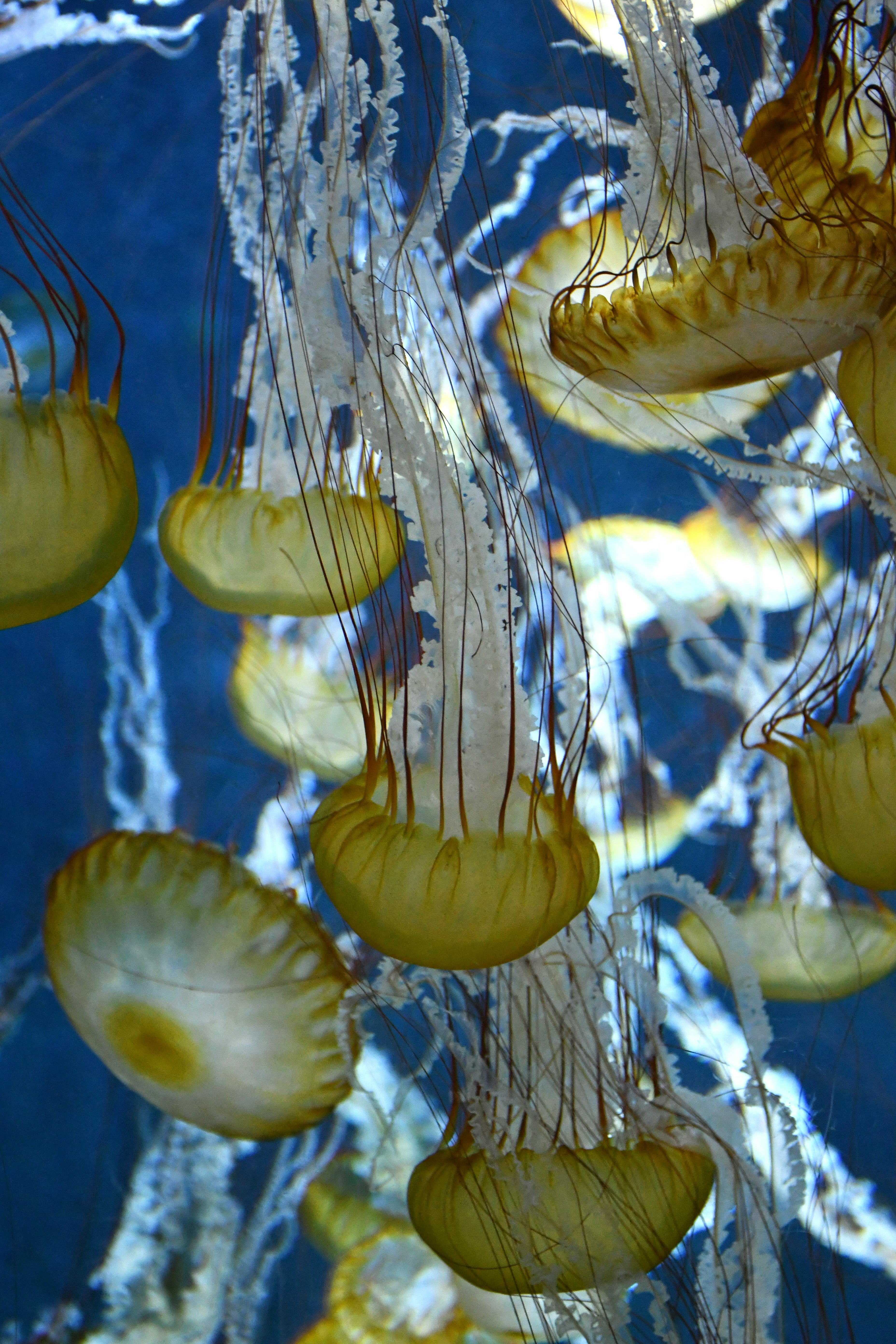 meduse che fluttuano in acqua blu