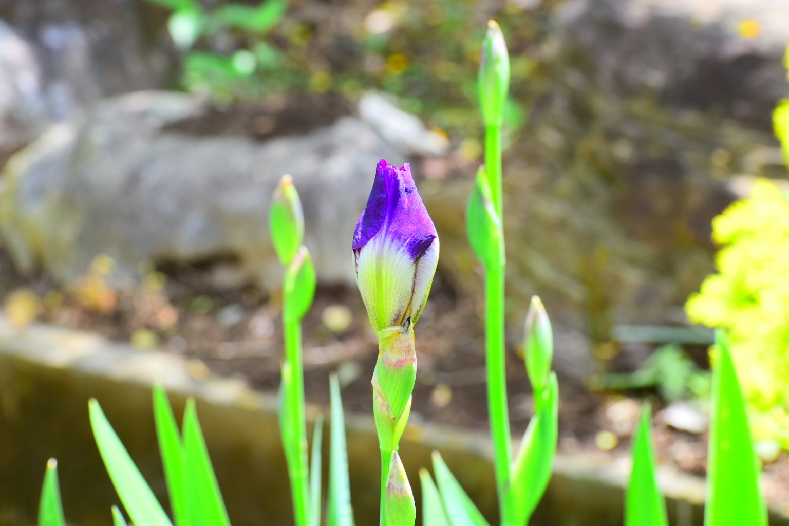 Image of a flower bud with purple tips and green leaves