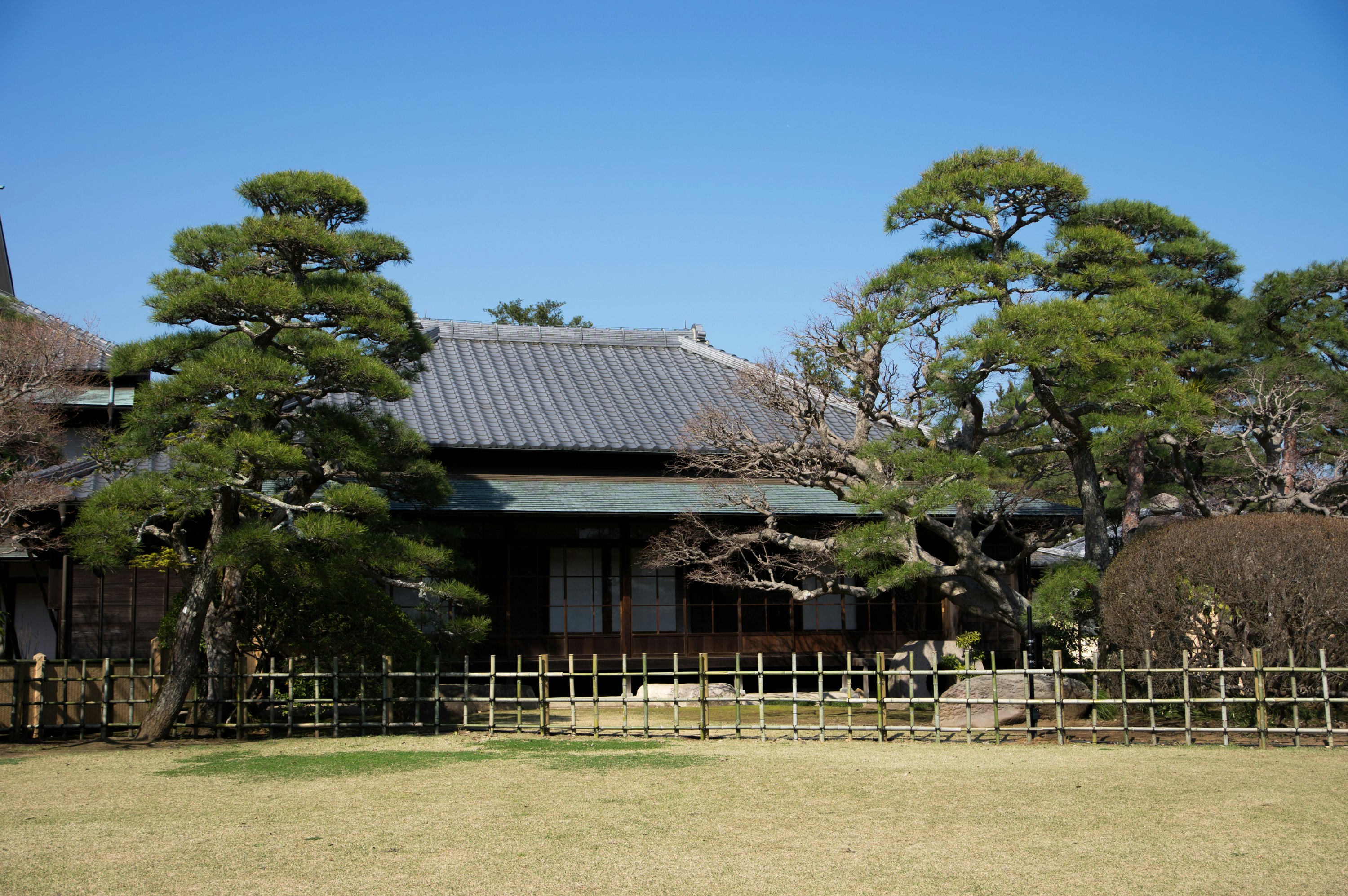 庭園の芝生と松の木がある和風の建物の景観