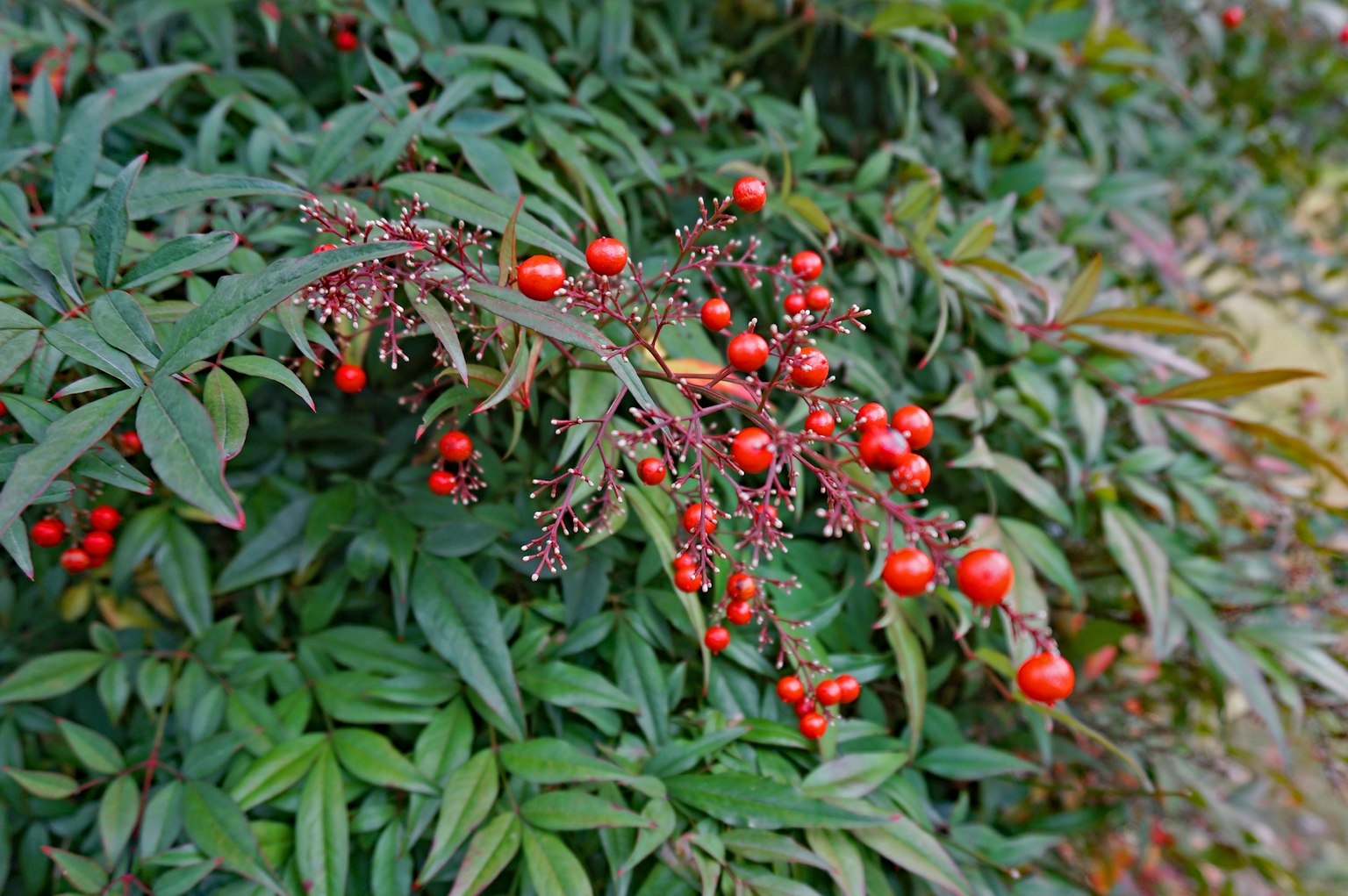 Kedekatan semak dengan buah merah dan daun hijau