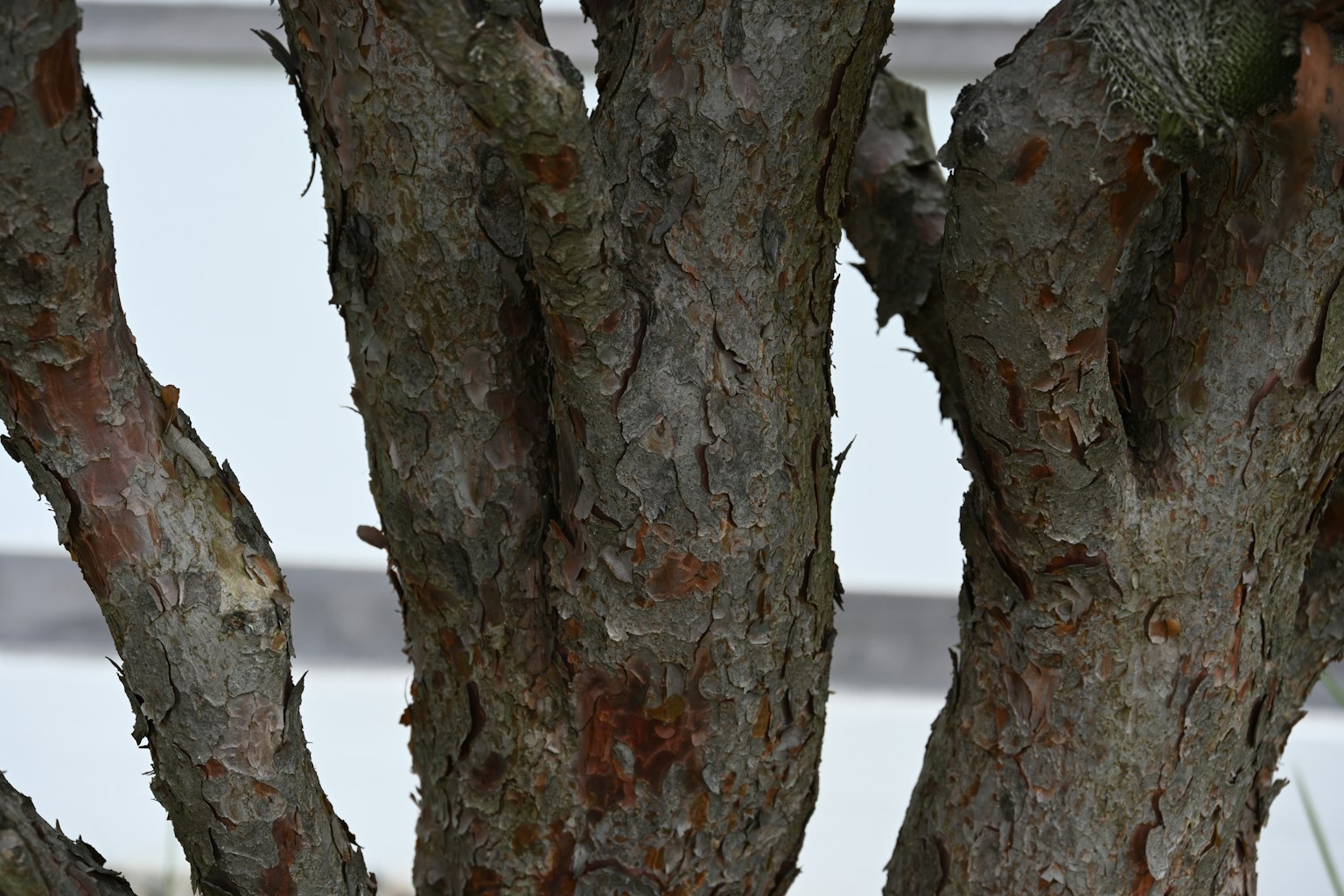 Close-up of tree trunk texture with visible bark details