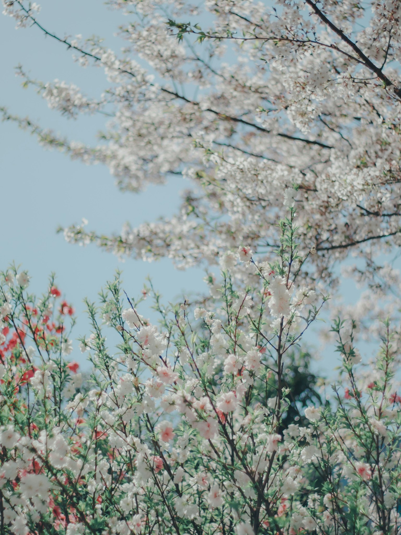 Belle scène d'arbres en fleurs de cerisier avec des fleurs roses sur fond de ciel bleu