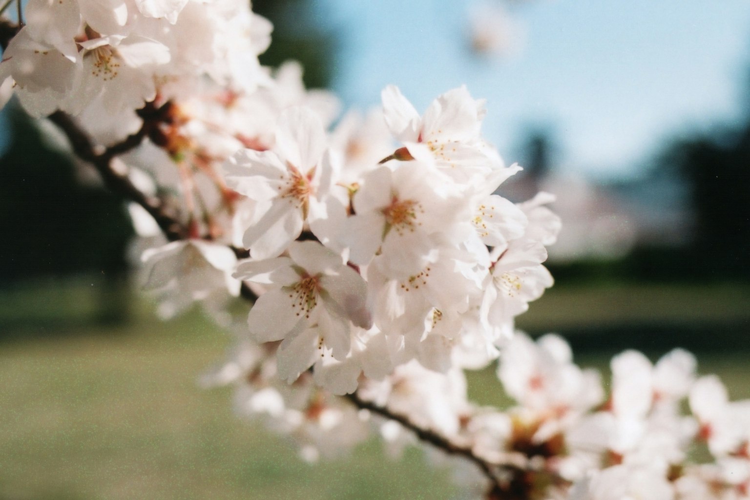 Nahaufnahme eines Zweigs mit blühenden Kirschblüten