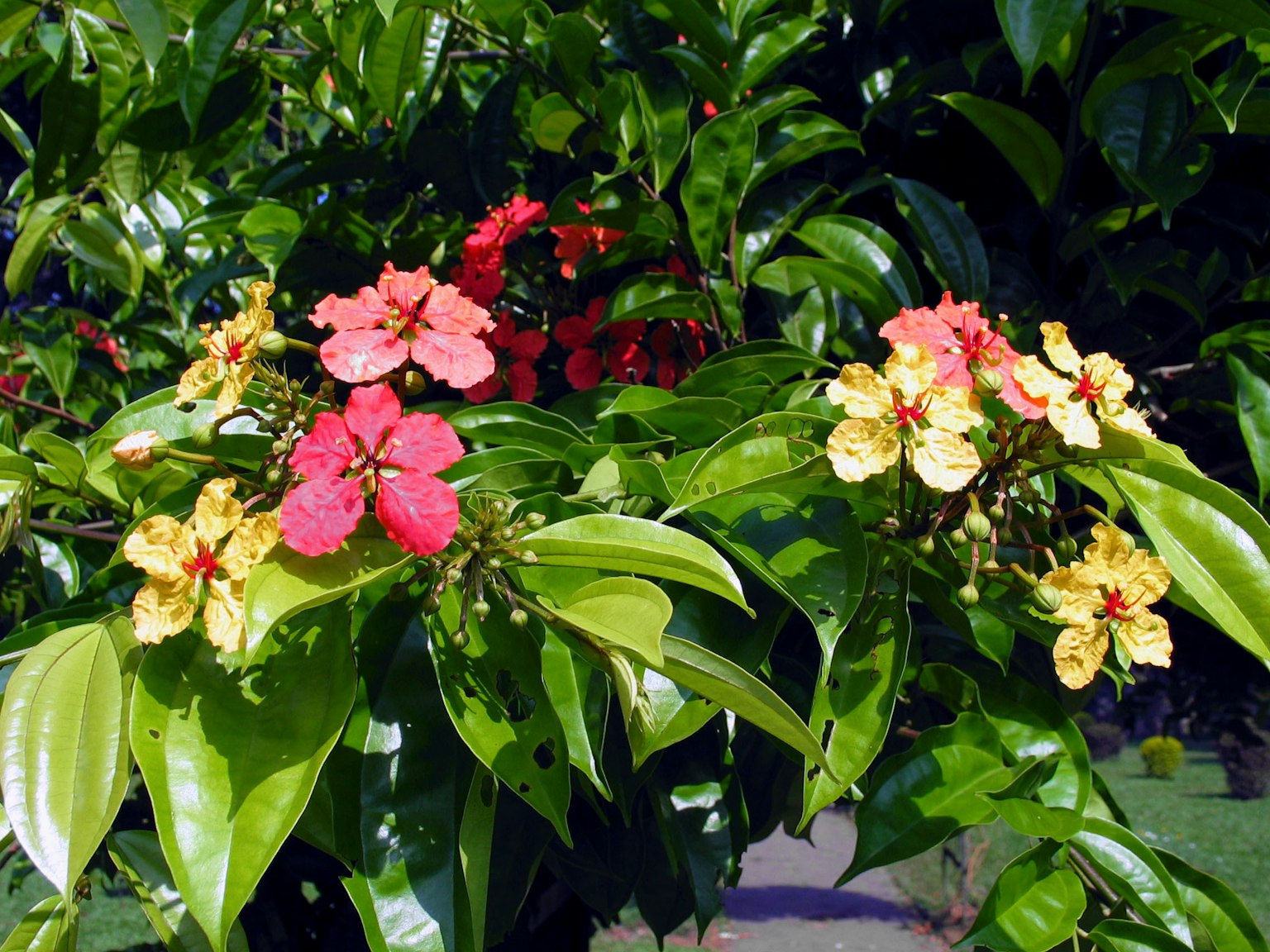 Fleurs colorées en fleurs sur un fond de feuilles vertes