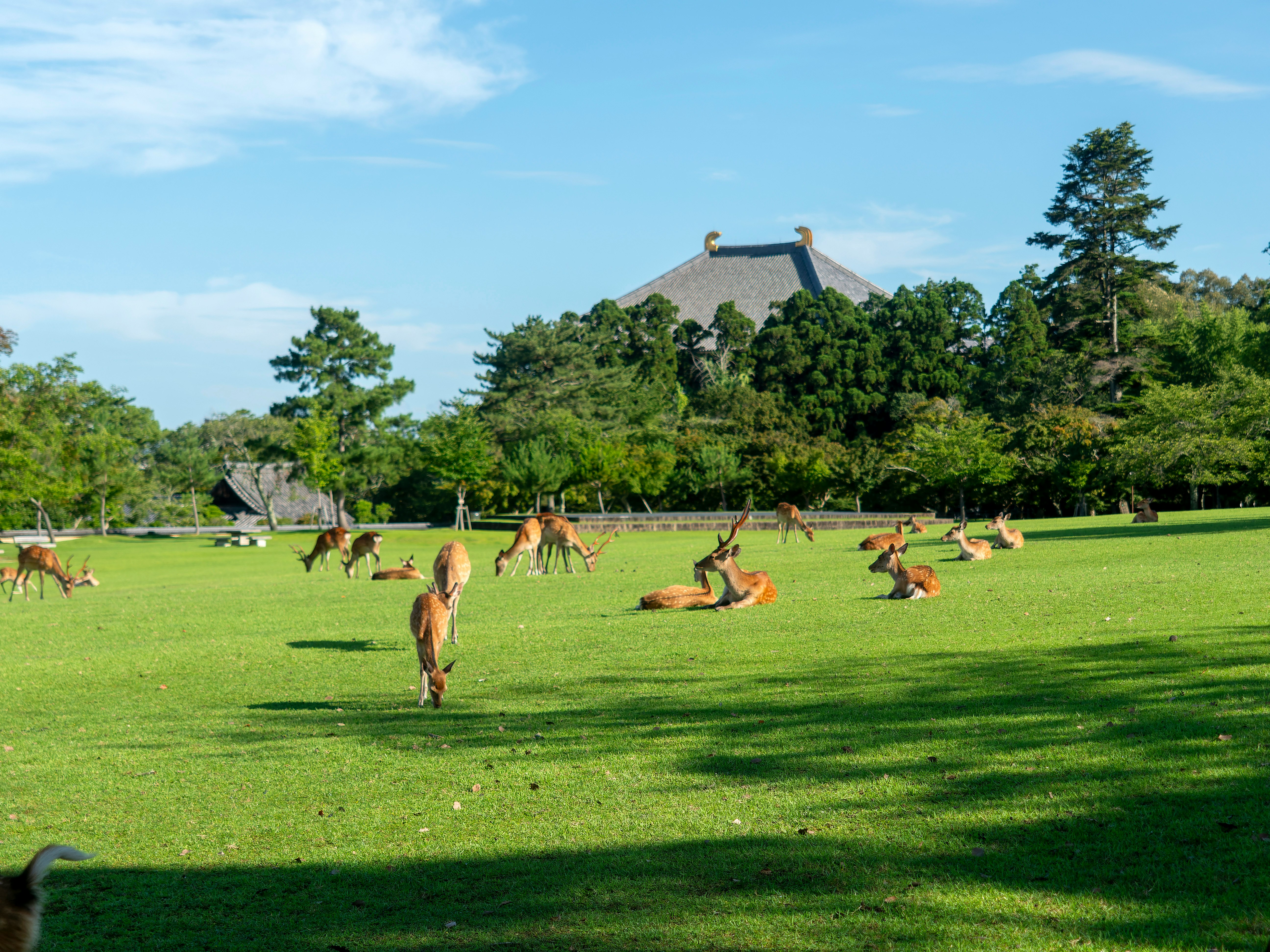 奈良公園の芝生で草を食べる鹿と青空の夏の景色