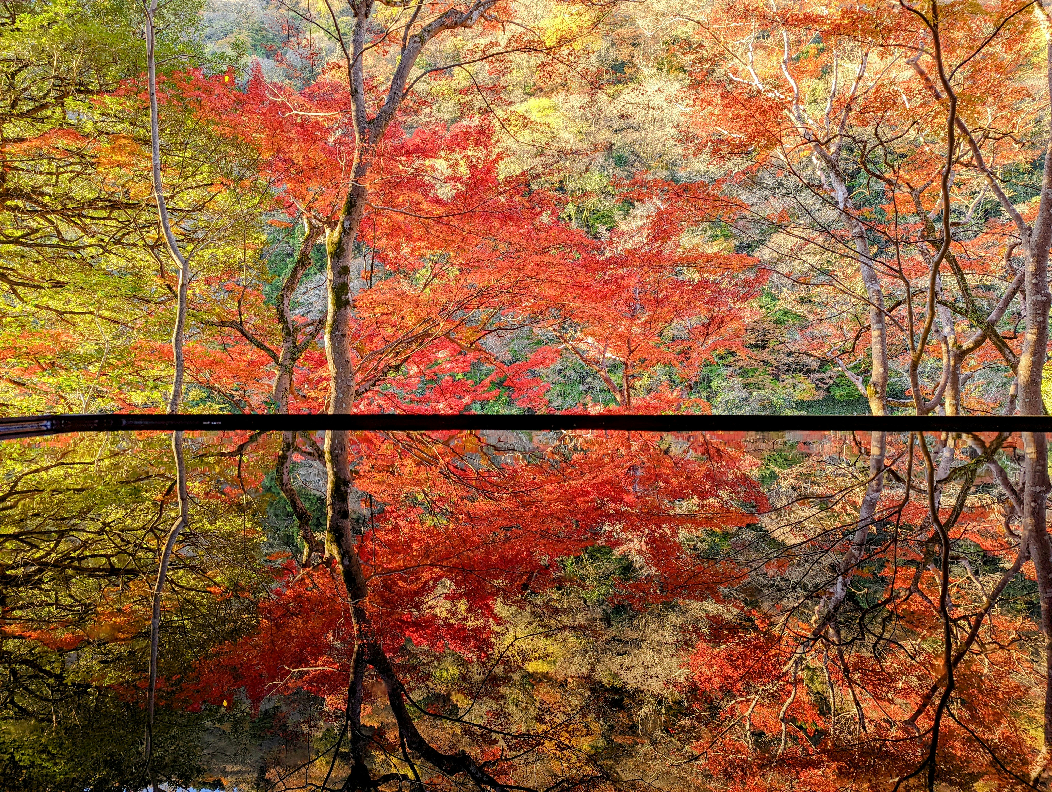 紅葉の並木と木々の色づき