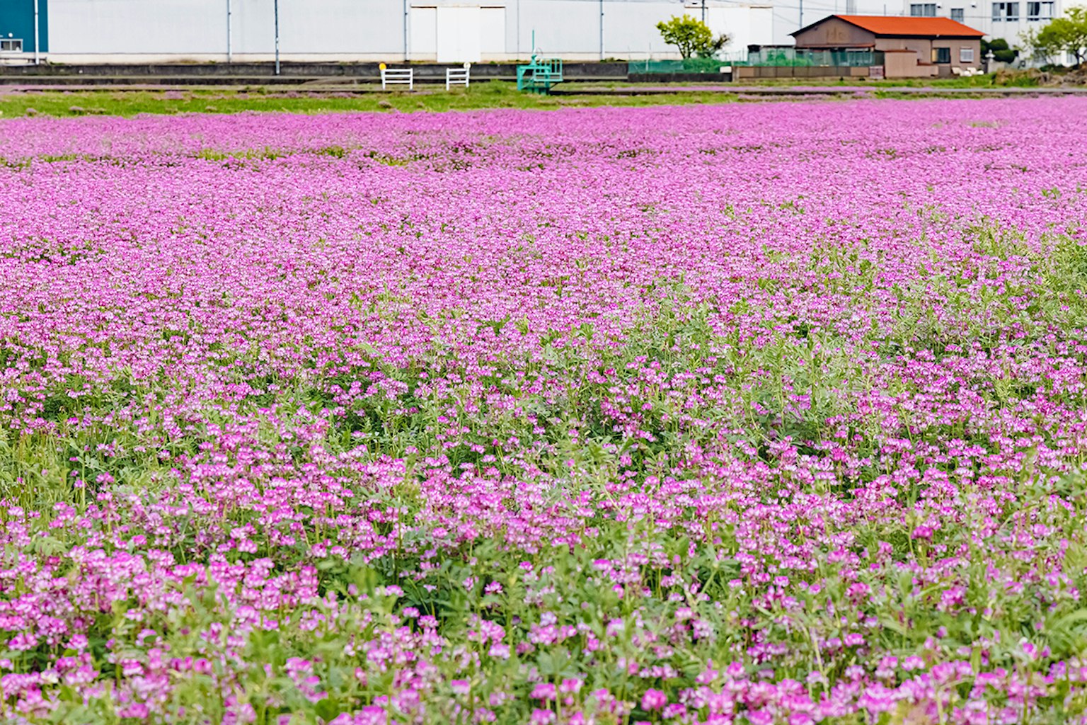 Expansive field of pink flowers with a building in the background