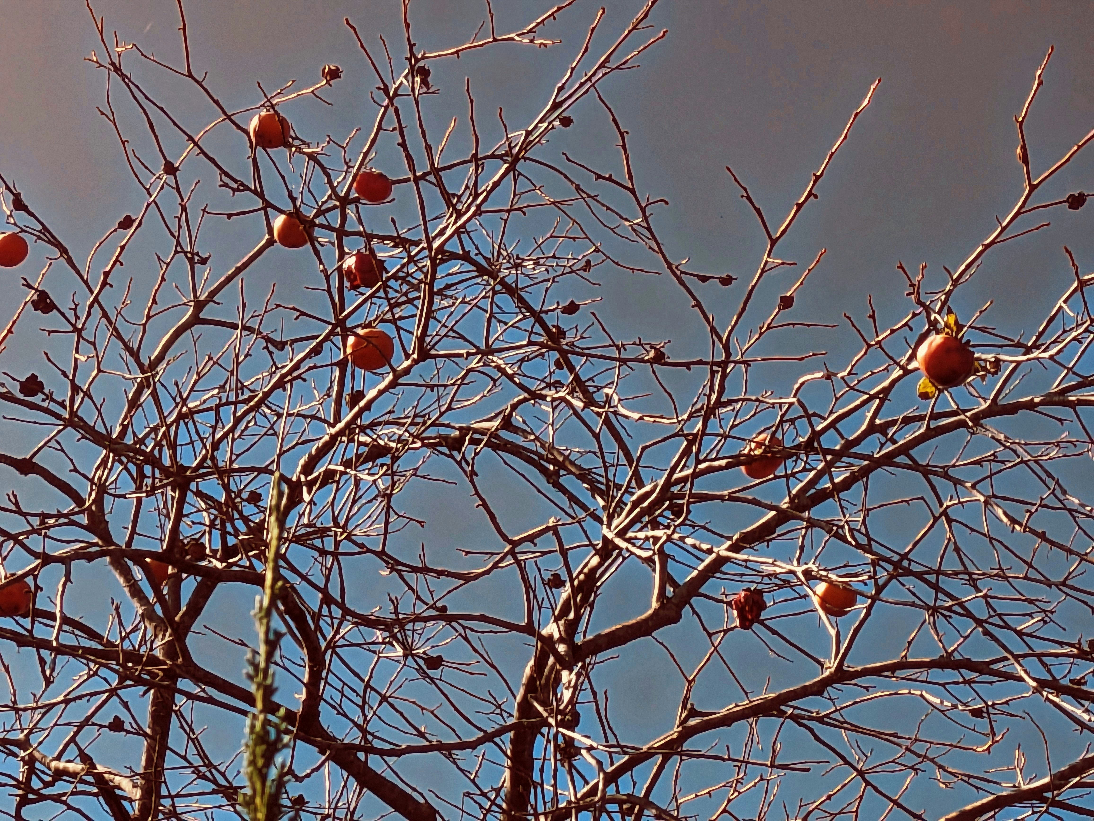 caquis naranjas en ramas desnudas con cielo azul