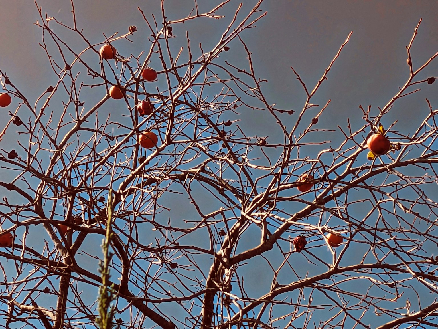 Nackte Baumäste mit roten Früchten vor einem dunklen Himmel