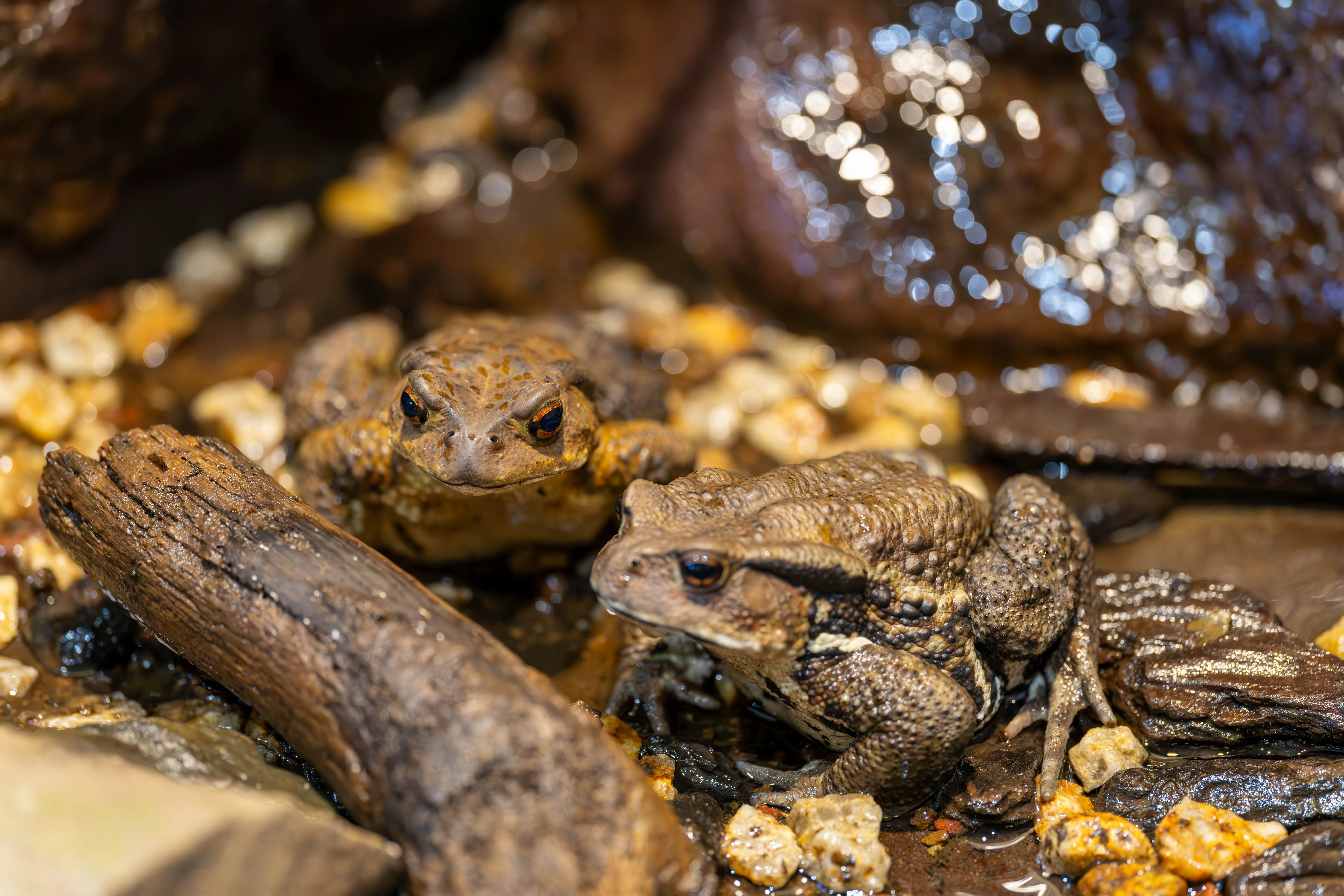 Two frogs near water with pebbles and driftwood in the scene
