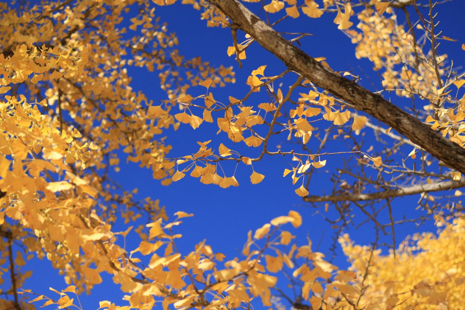 Nahaufnahme von herbstlichen gelben Blättern vor blauem Himmel