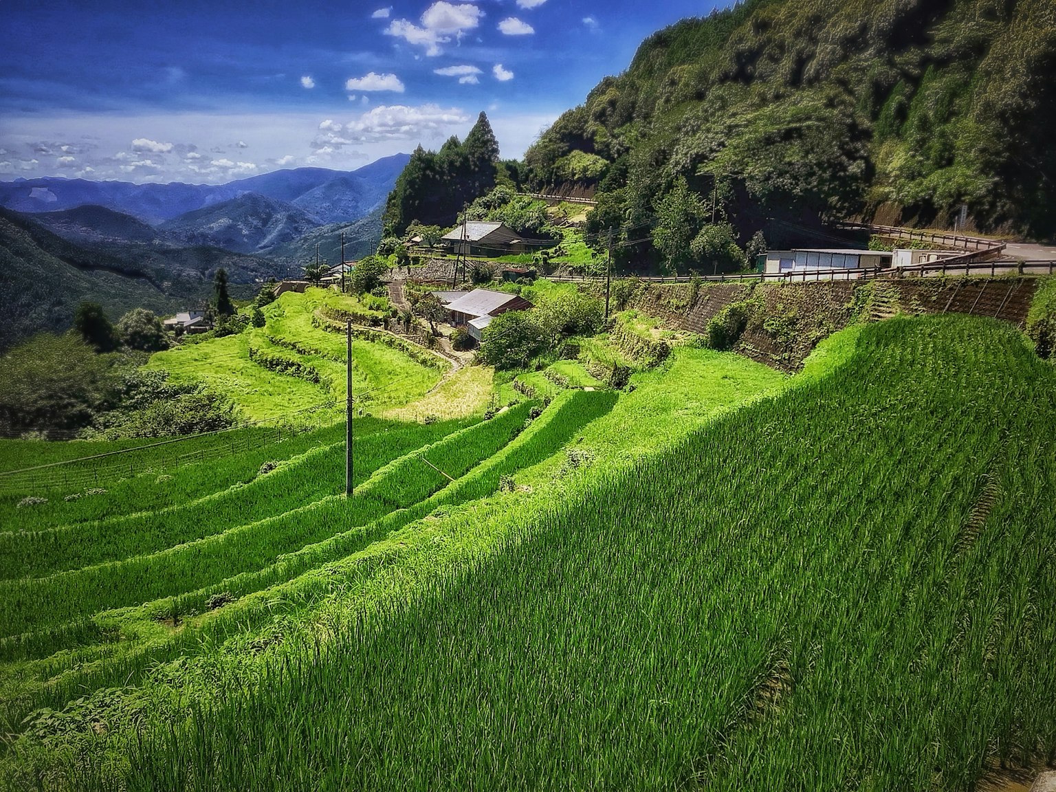 Lush green terraced rice fields with mountains and blue sky