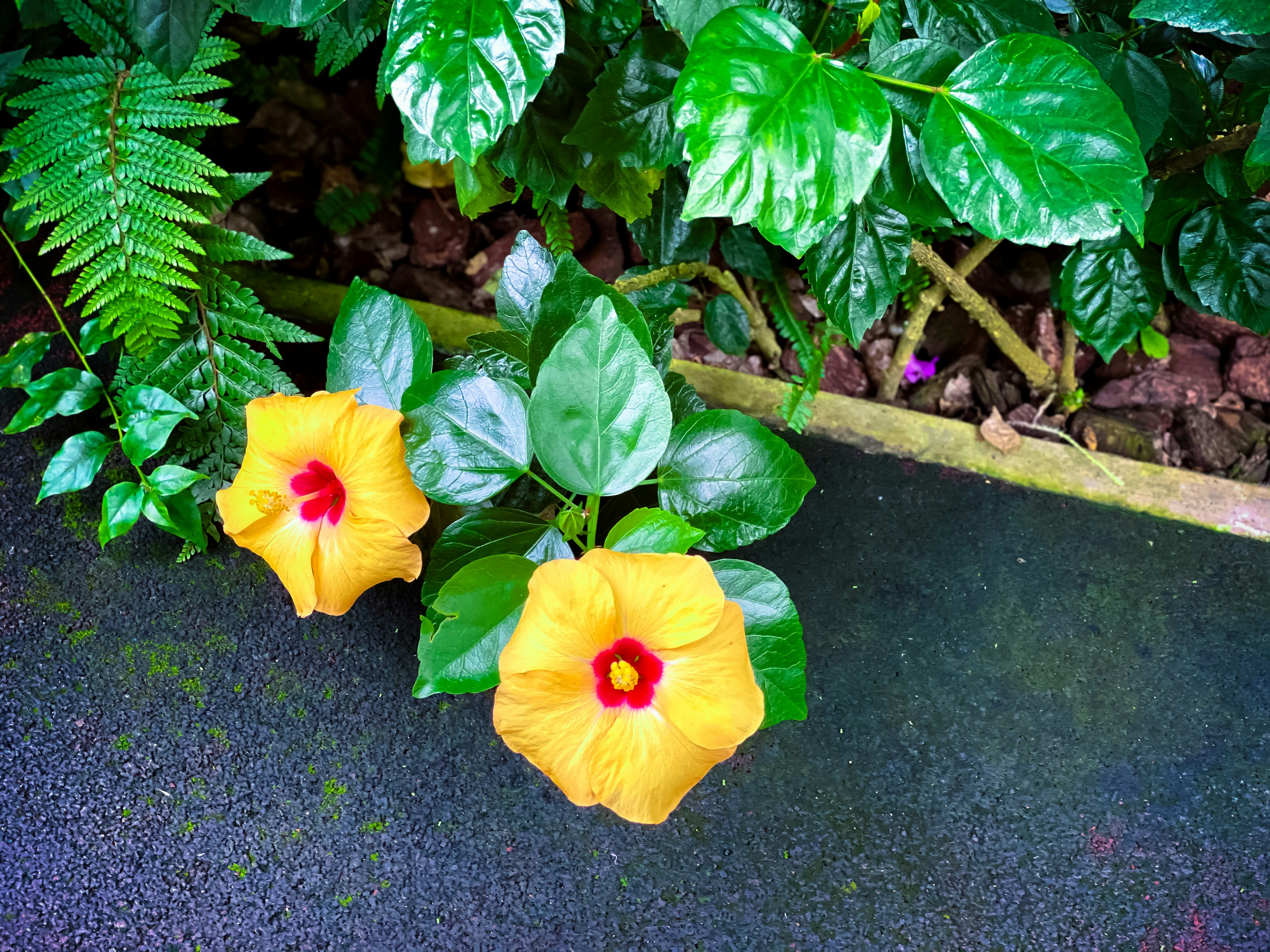黃色木槿花與茂密熱帶葉片的花園小徑