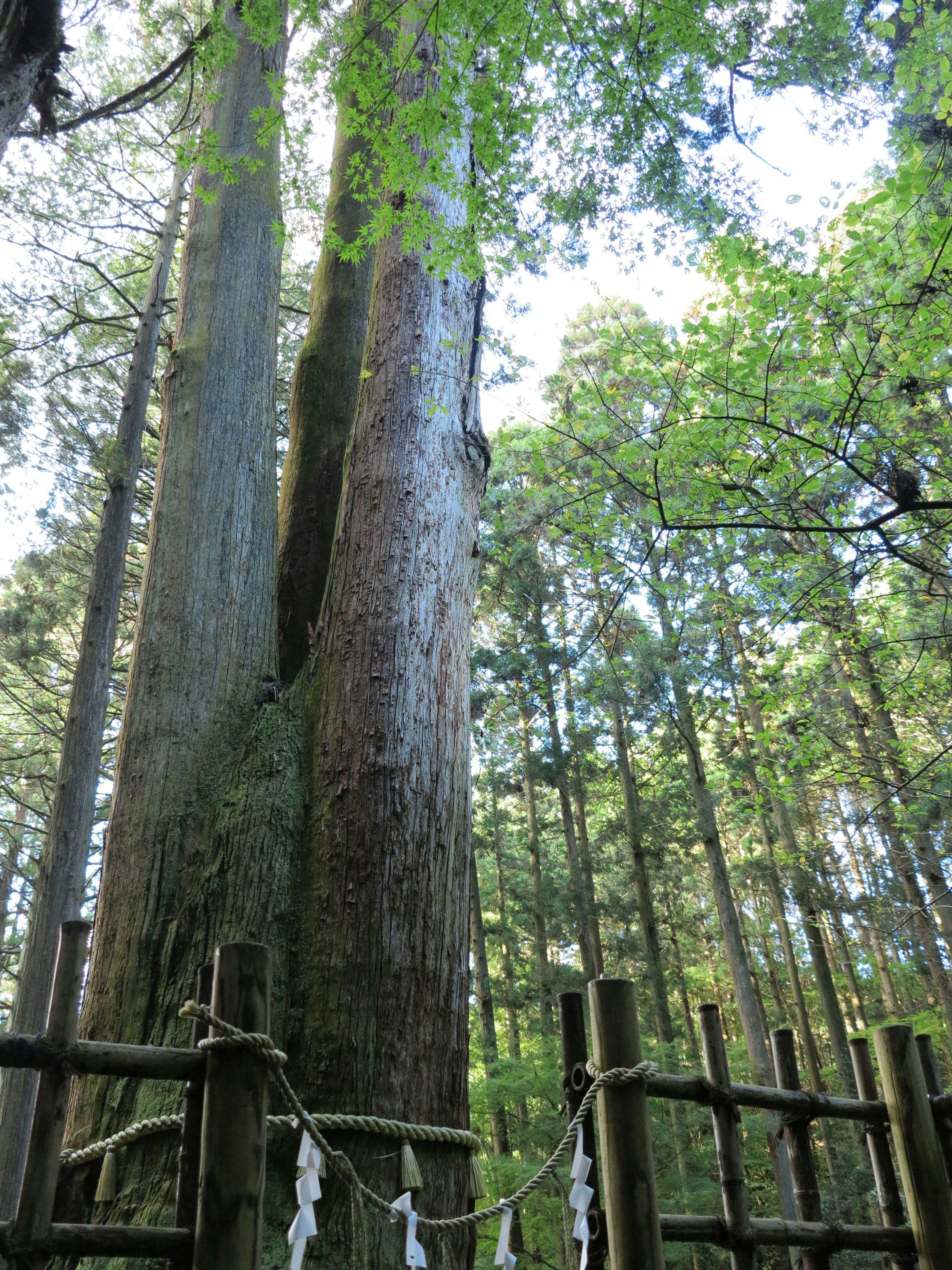 sentiero in una foresta di alberi giganti