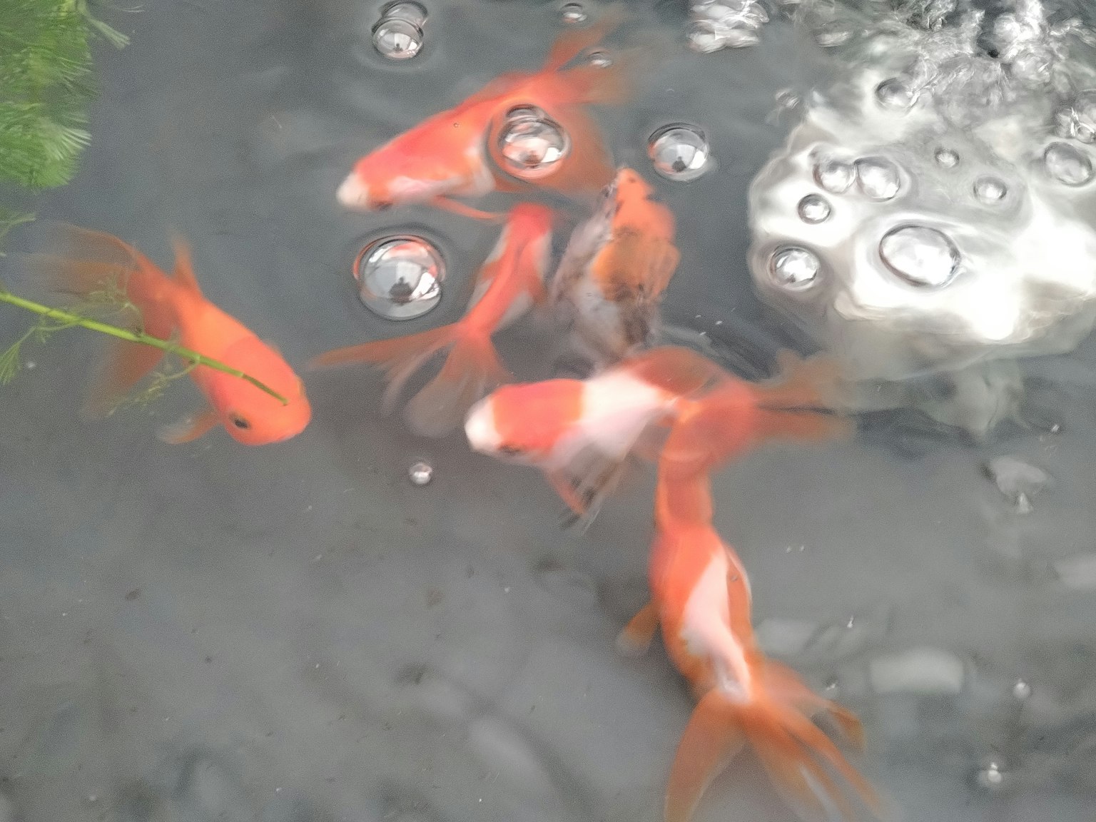 Ikan mas oranye berenang di air dengan gelembung