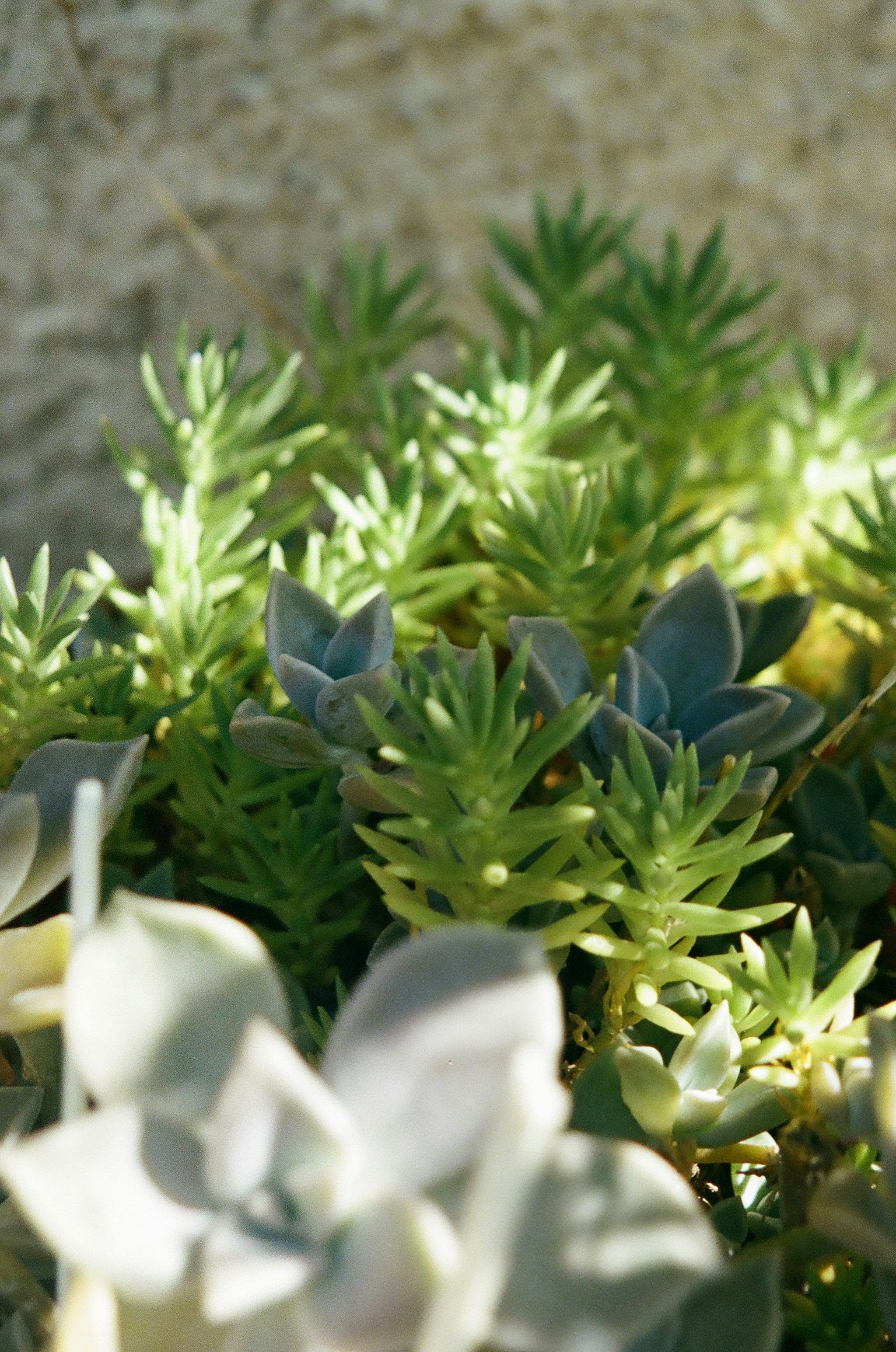 Fogliame succulento verde rigoglioso con trame morbide