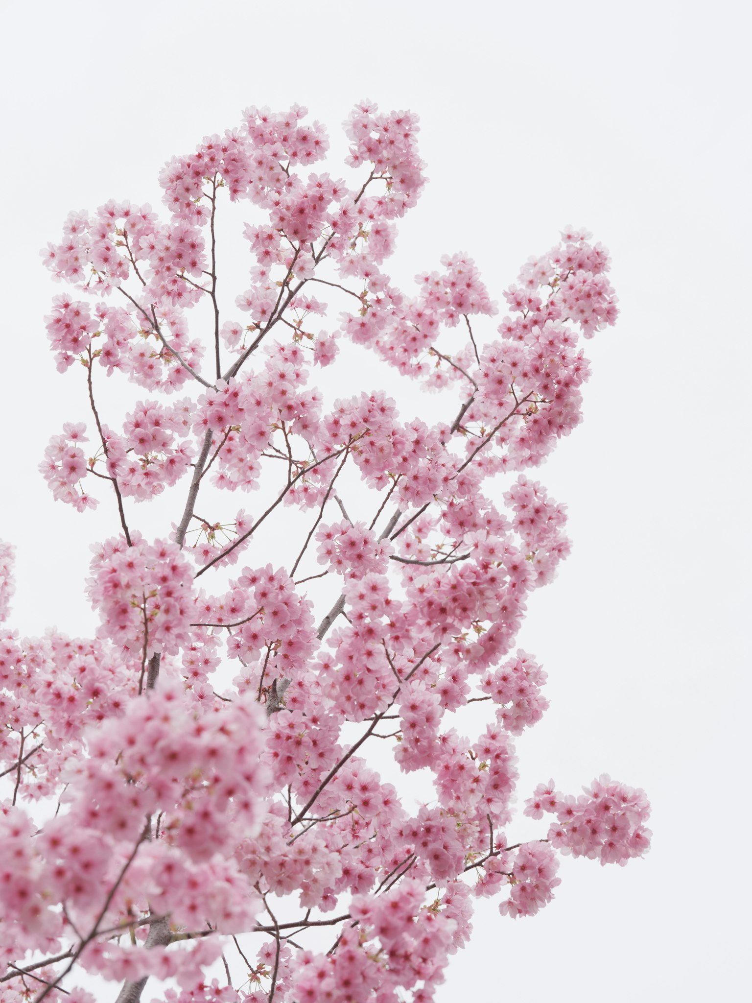 Gros plan de branches avec de délicates fleurs roses