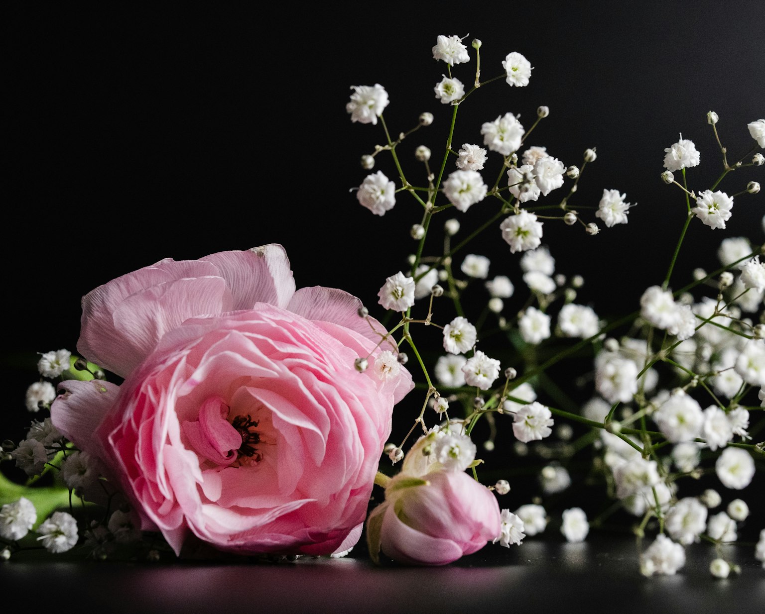 Mawar pink yang lembut dengan rangkaian baby's breath putih