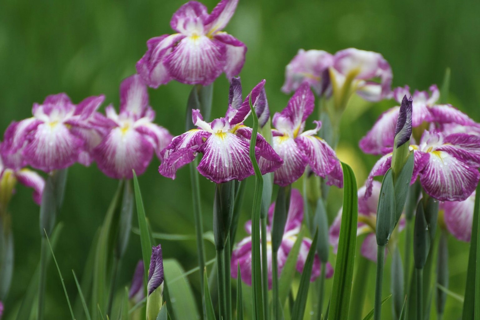 Gruppe von lila und weißen Irisblüten