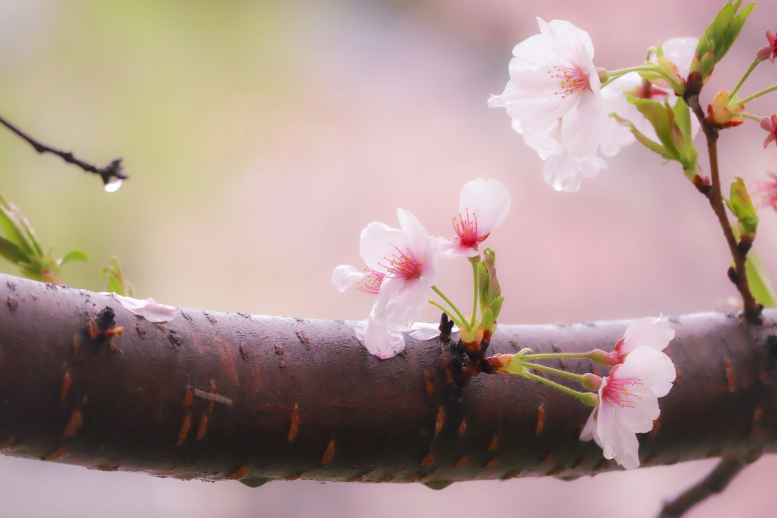 Primer plano de flores de cerezo en una rama con pétalos rosas suaves y pequeñas gotas