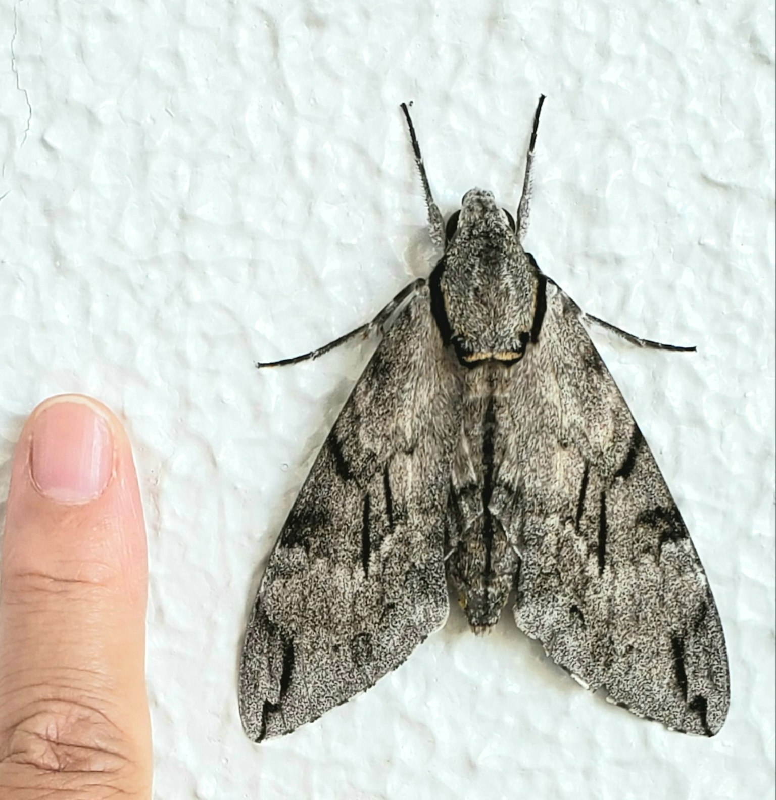 Grand papillon gris sur un mur à côté d'un doigt