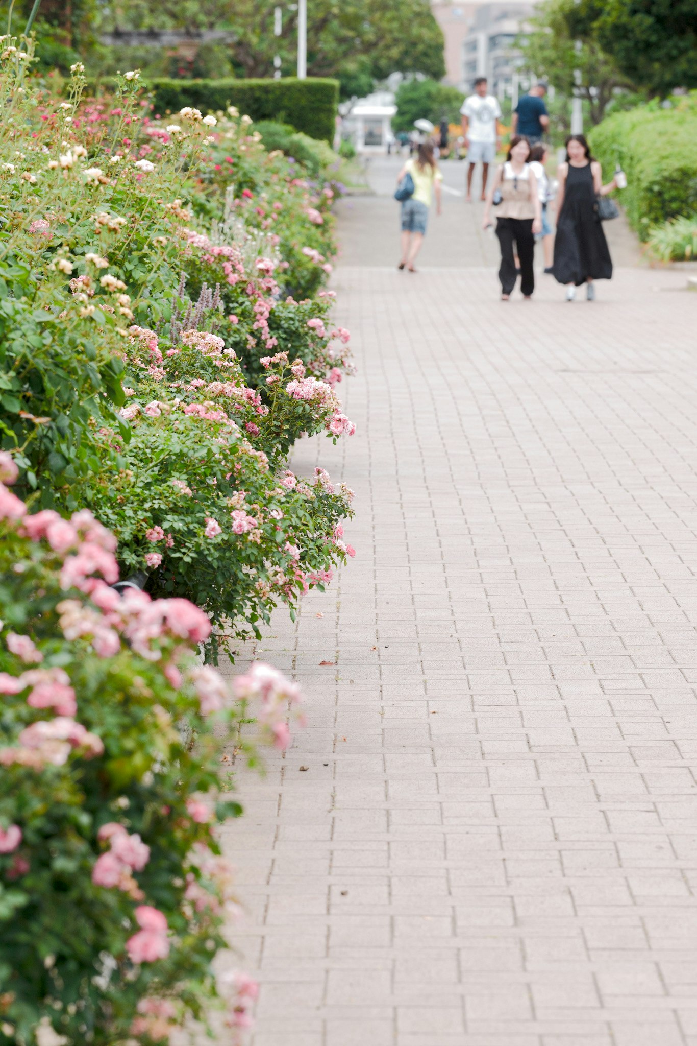 花壇のピンクの花が並ぶ遊歩道を人が歩く