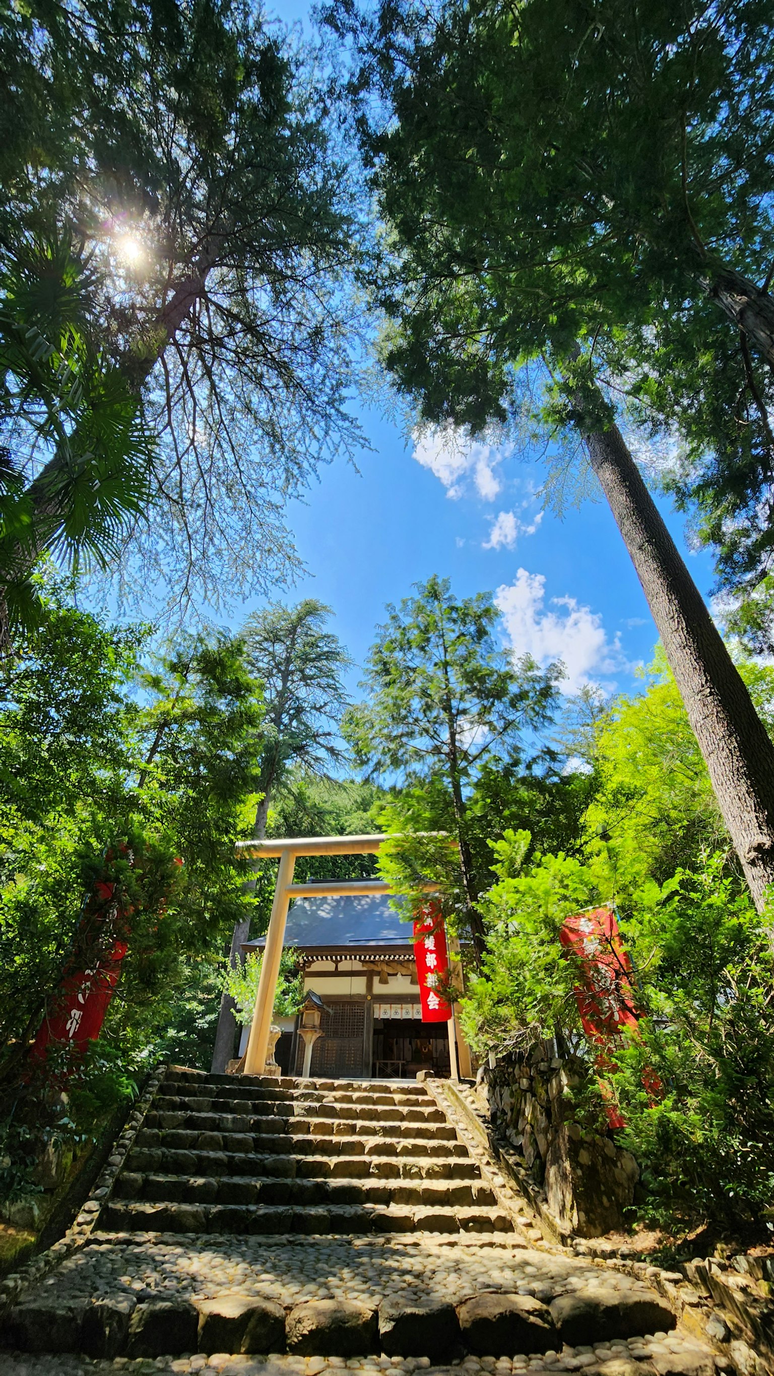 郁郁葱葱的森林中通往神社的鸟居和石阶