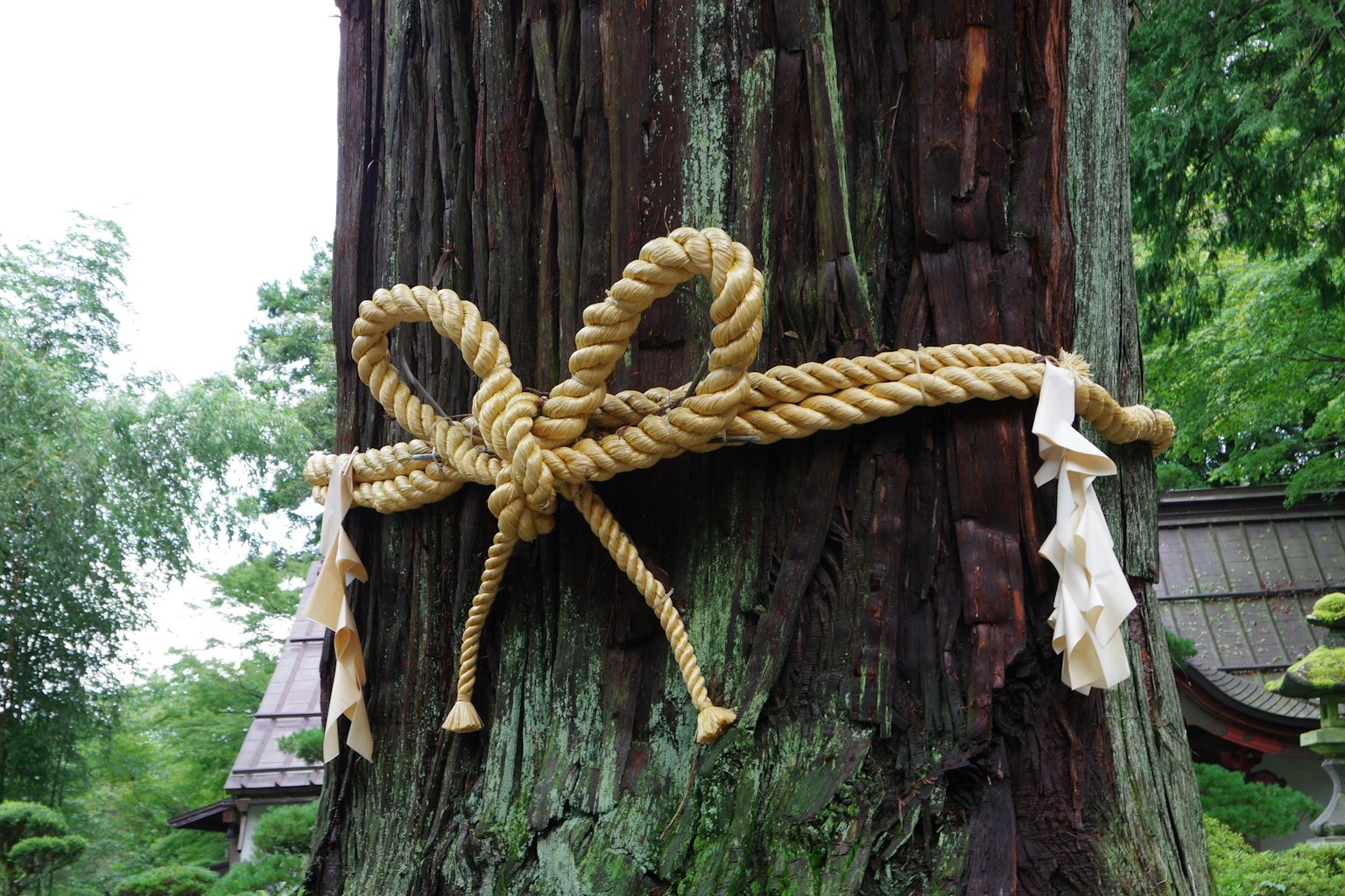 Eine dekorative Schleife aus Seil, die um einen Baumstamm gebunden ist und Natur und Tradition zeigt