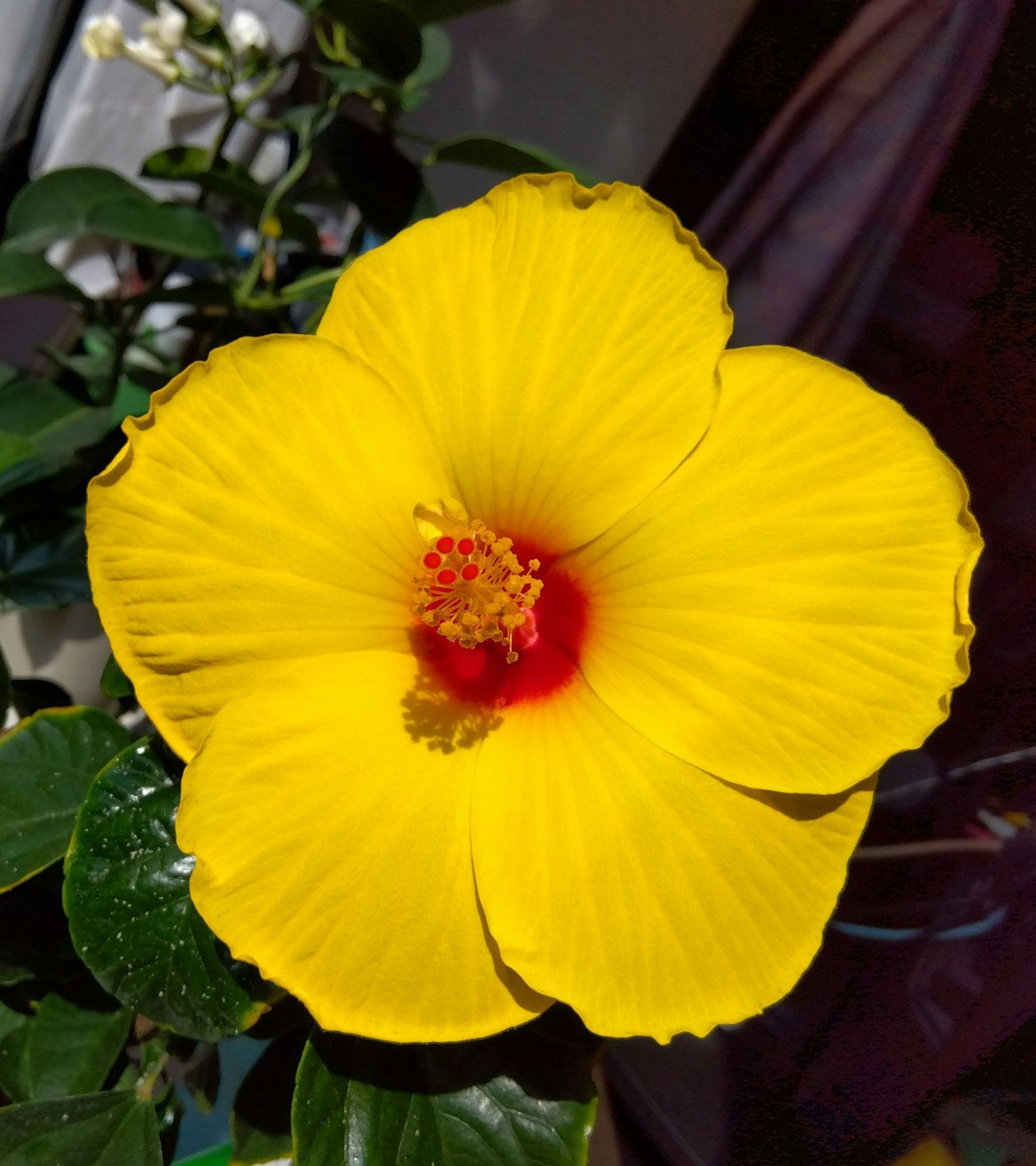 黄色いハイビスカスの花と葉のクローズアップ