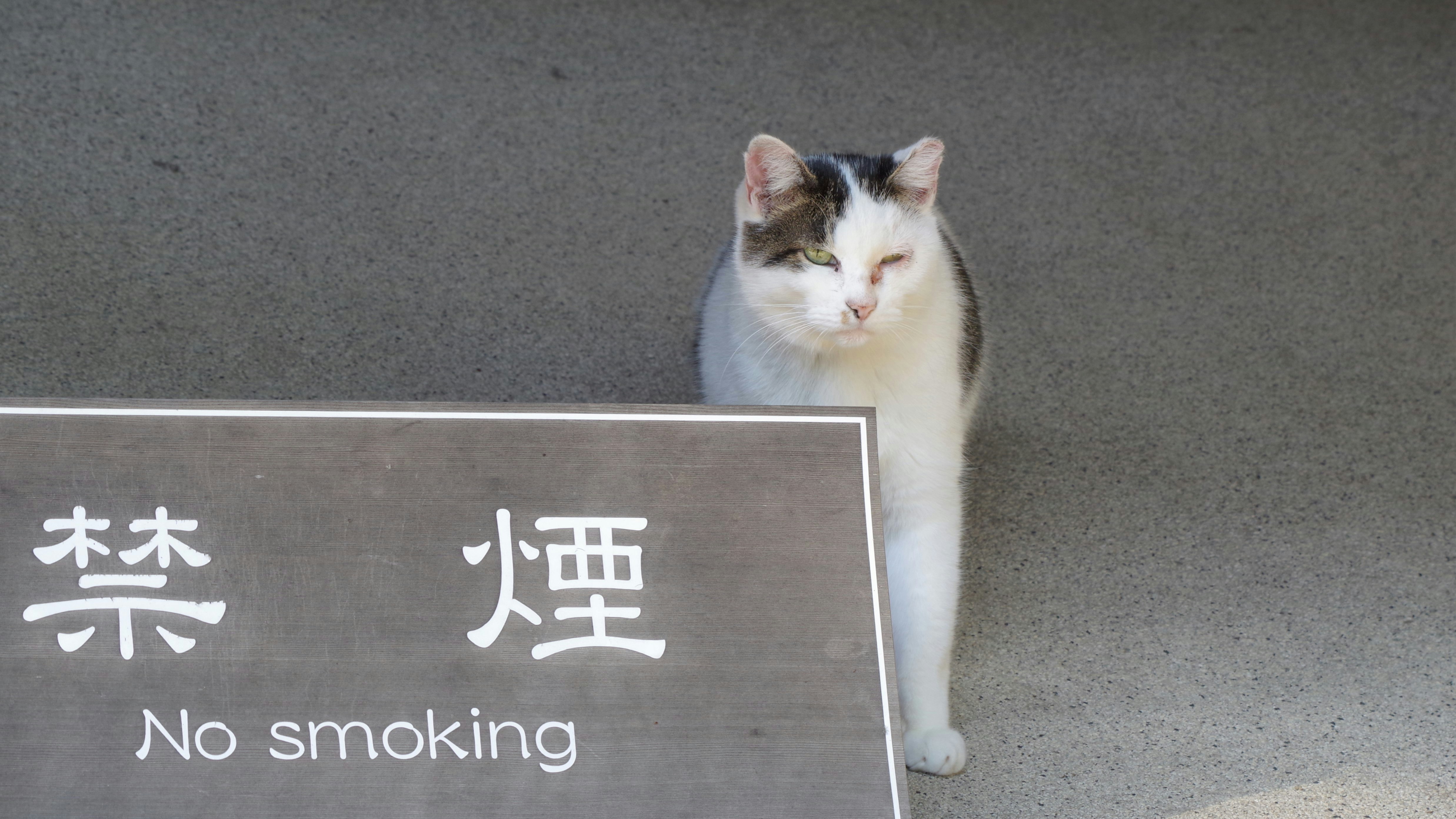 「禁煙」表示の前にいる白黒の猫