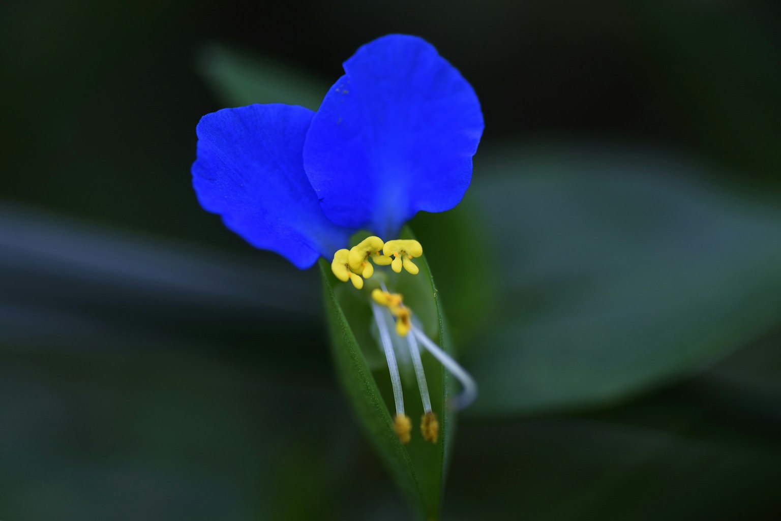 Acercamiento de una flor azul vibrante con estambres amarillos