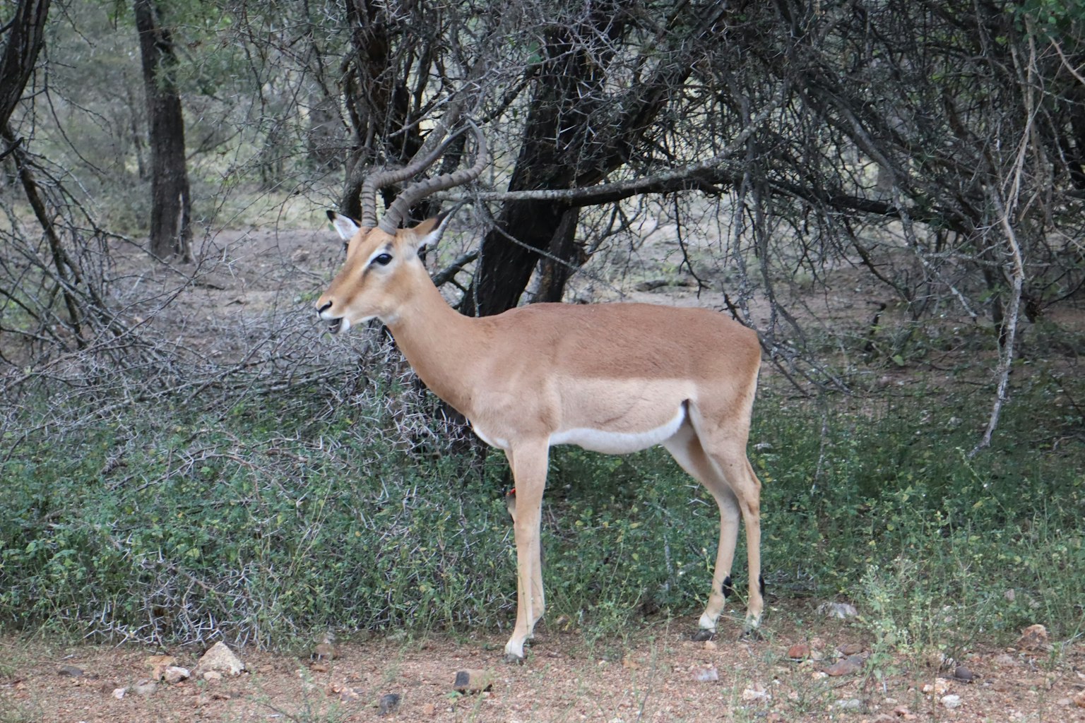 Un hermoso impala de pie entre los árboles