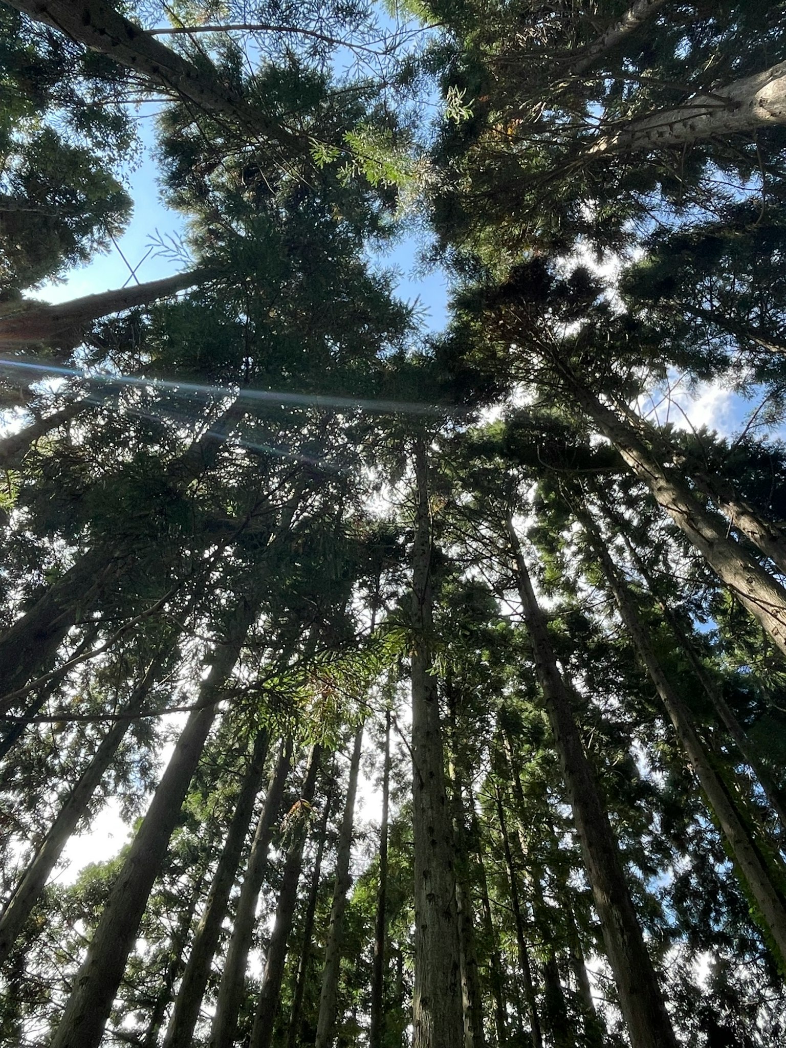 Vista de árboles altos contra un cielo azul y nubes