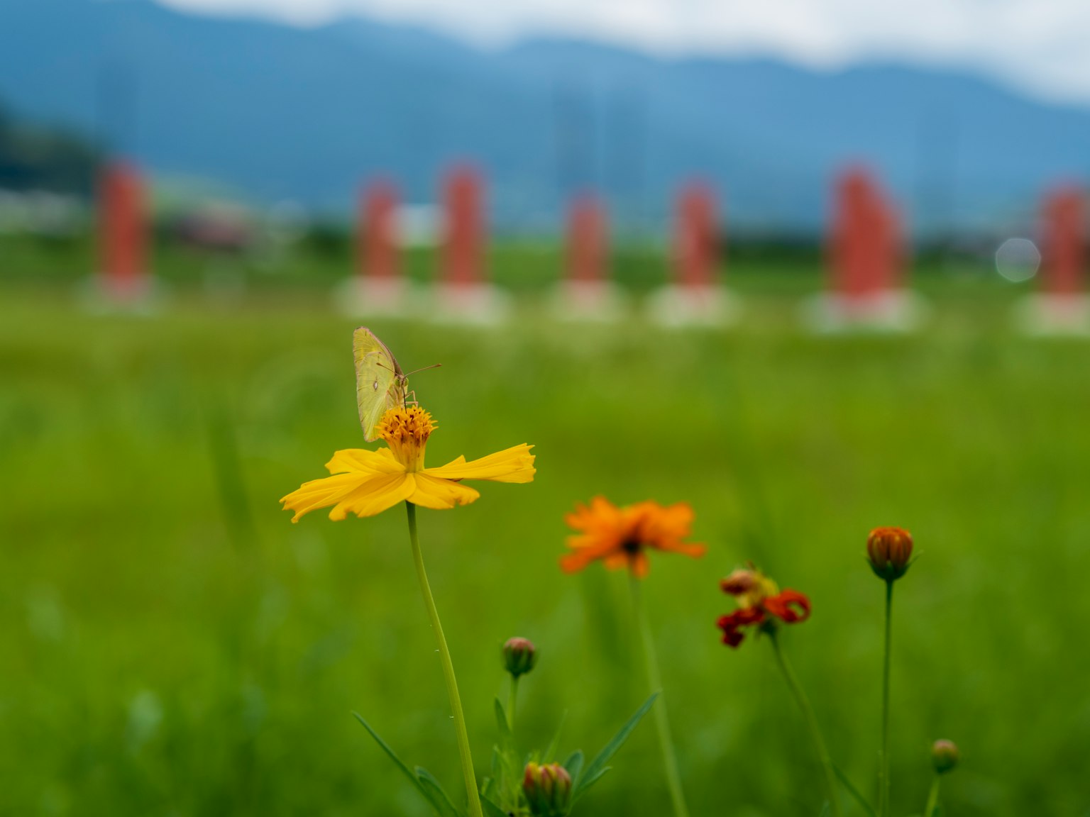 Primo piano di un fiore giallo con una farfalla in primo piano montagne sfocate sullo sfondo